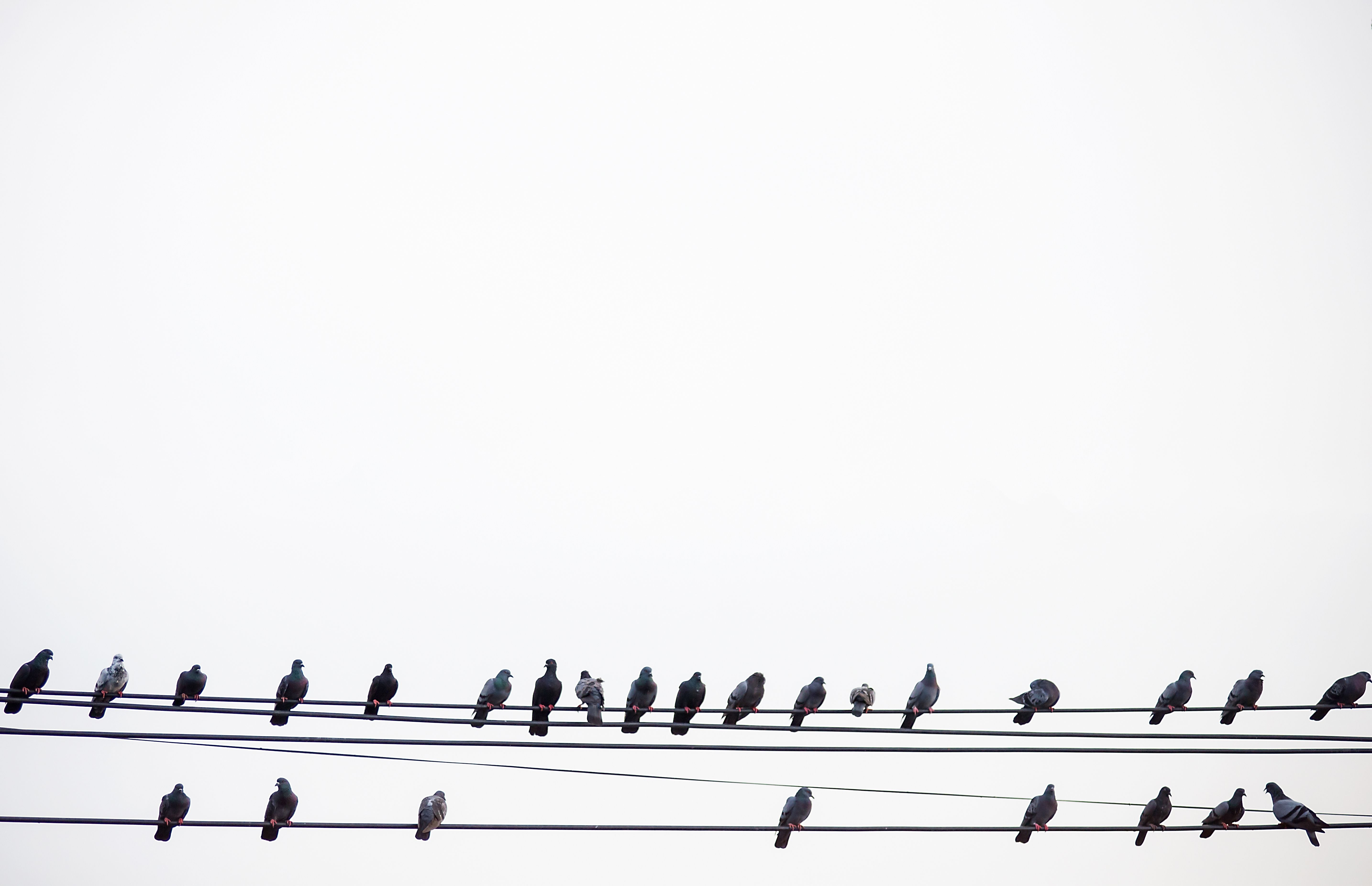 bird on wire