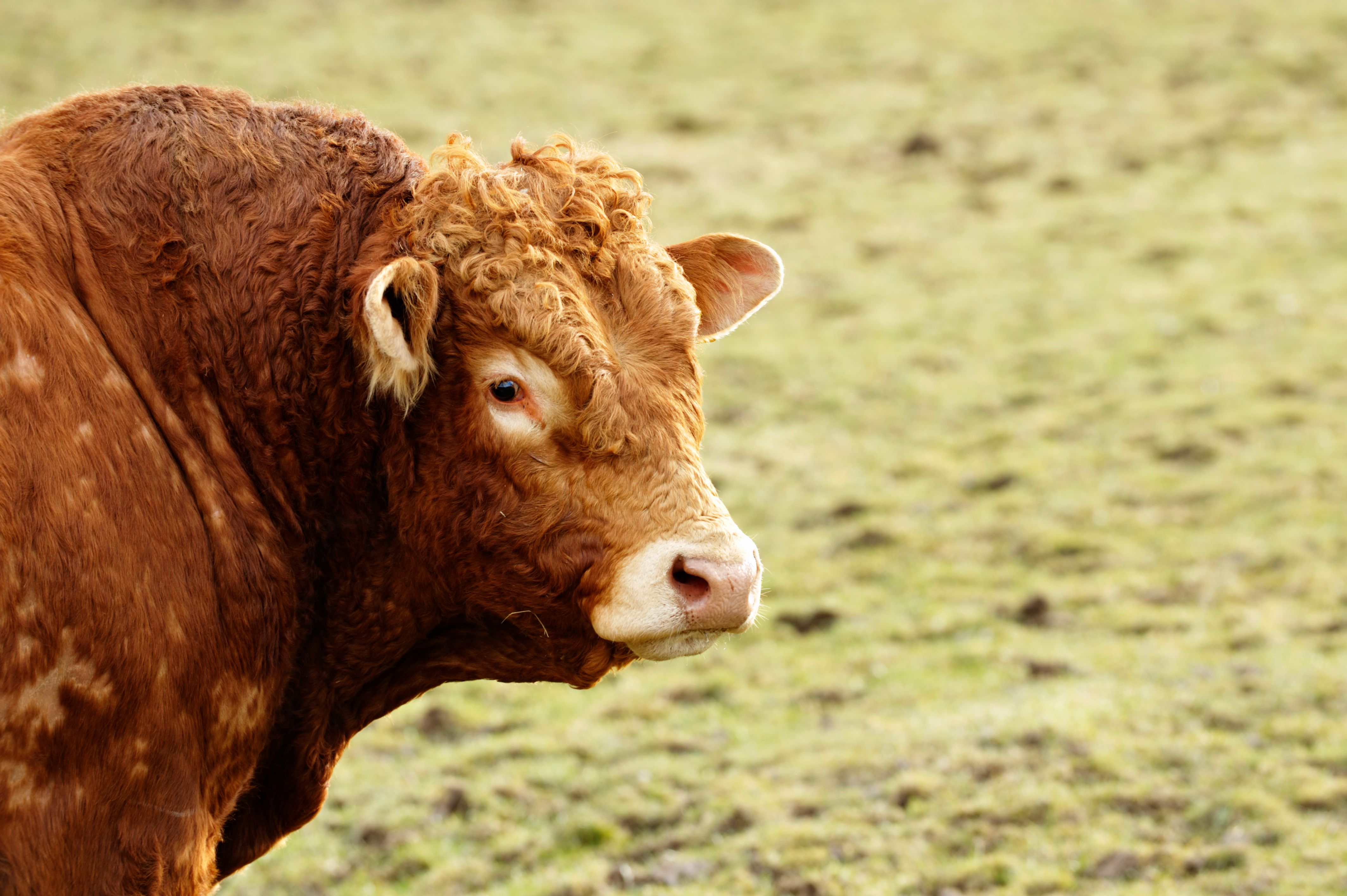 Portrait of a limousin bull standing in a field Portrait of a limousin bull standing in a field