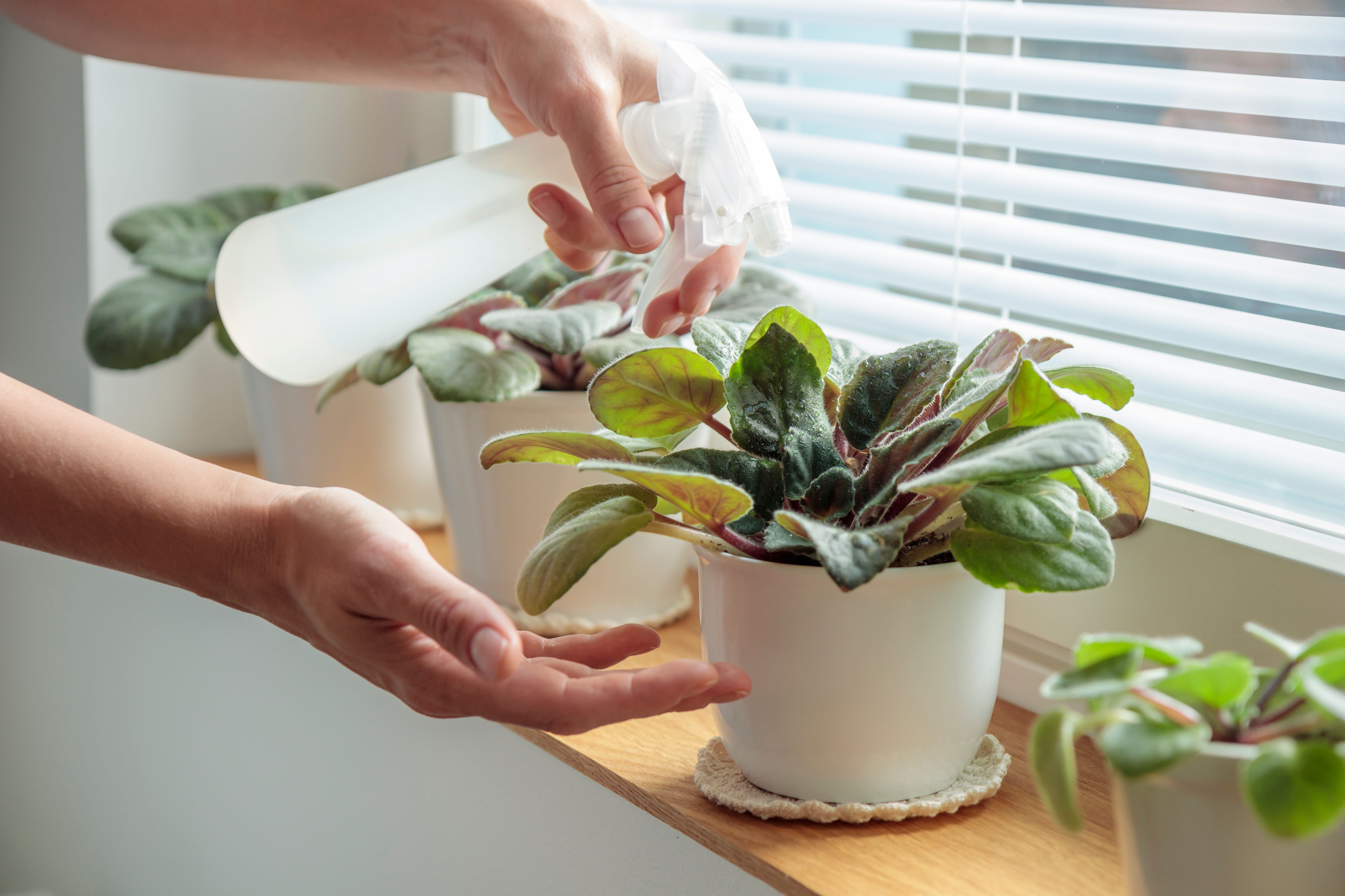 indoor plant care