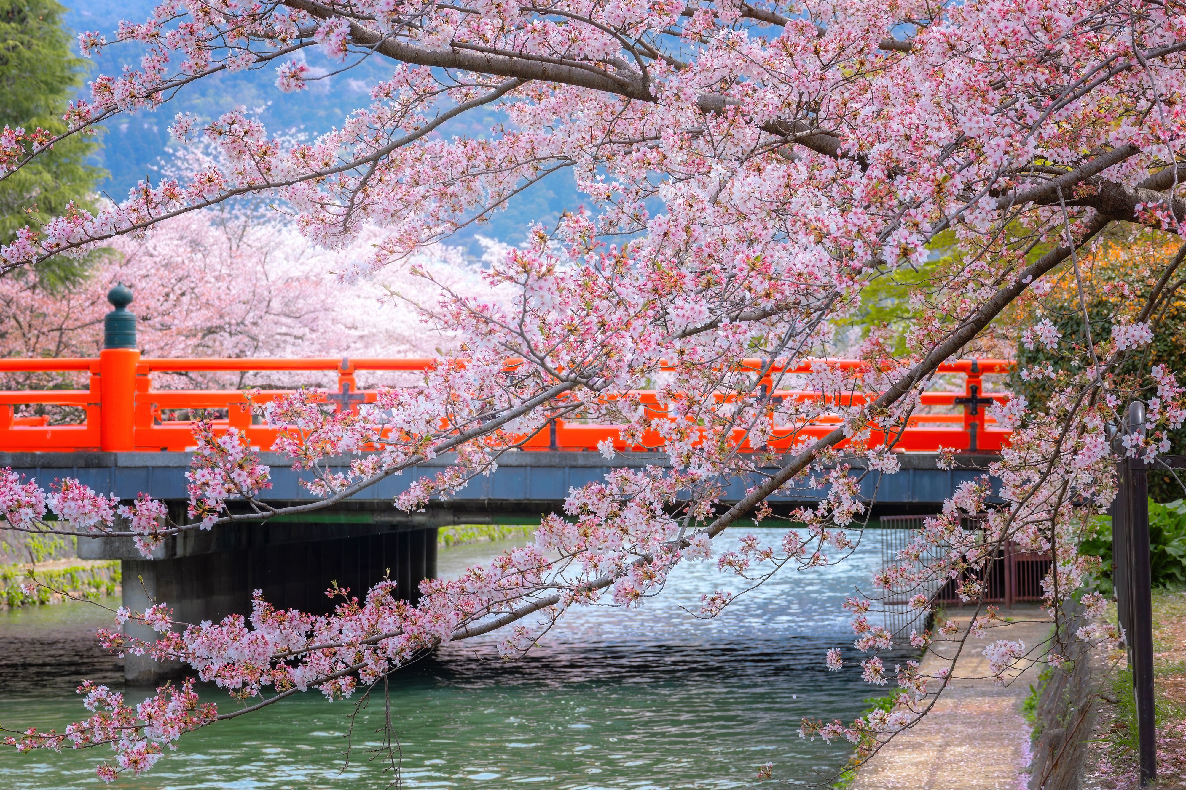 kyoto cherry blossoms
