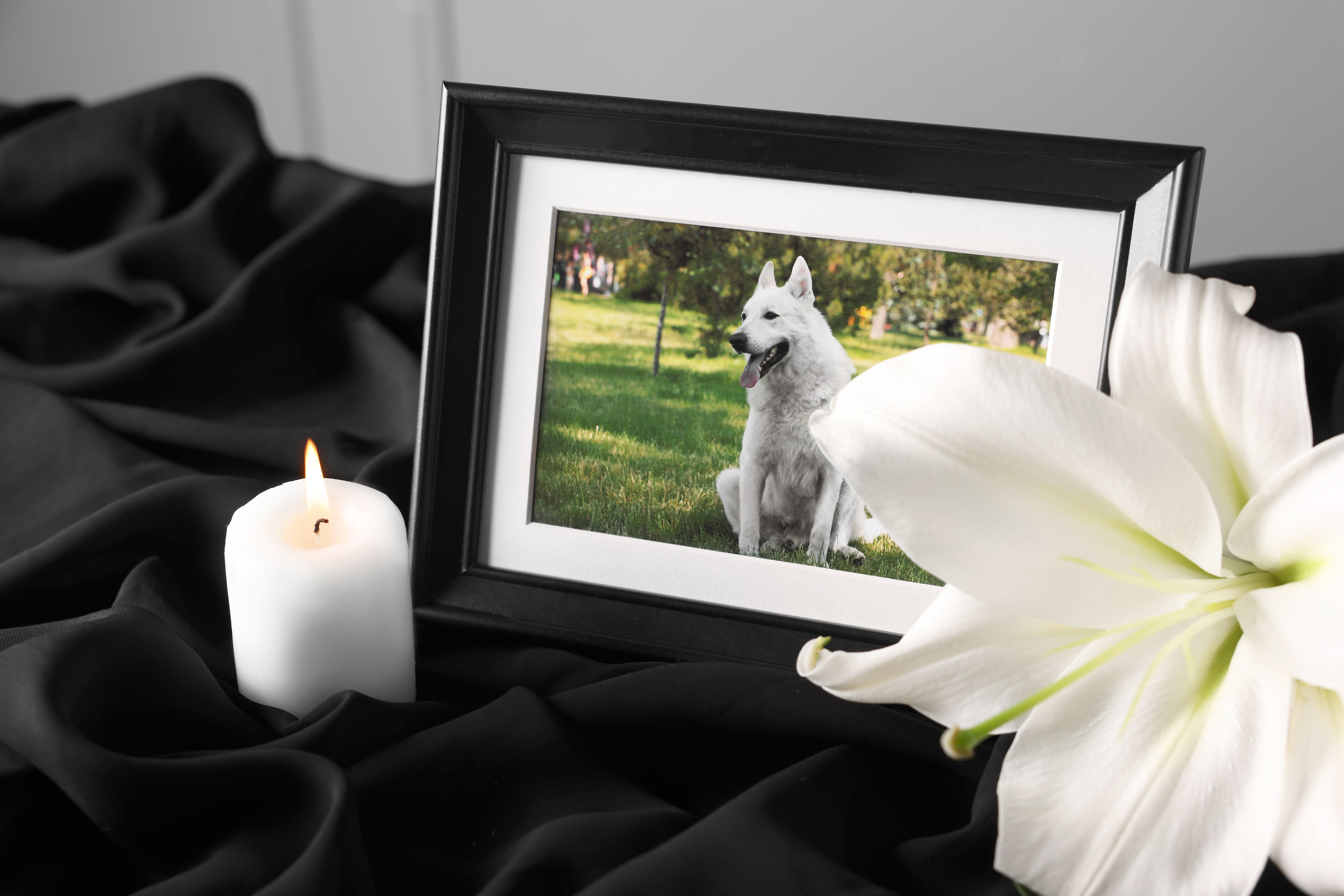 pet funeral home
