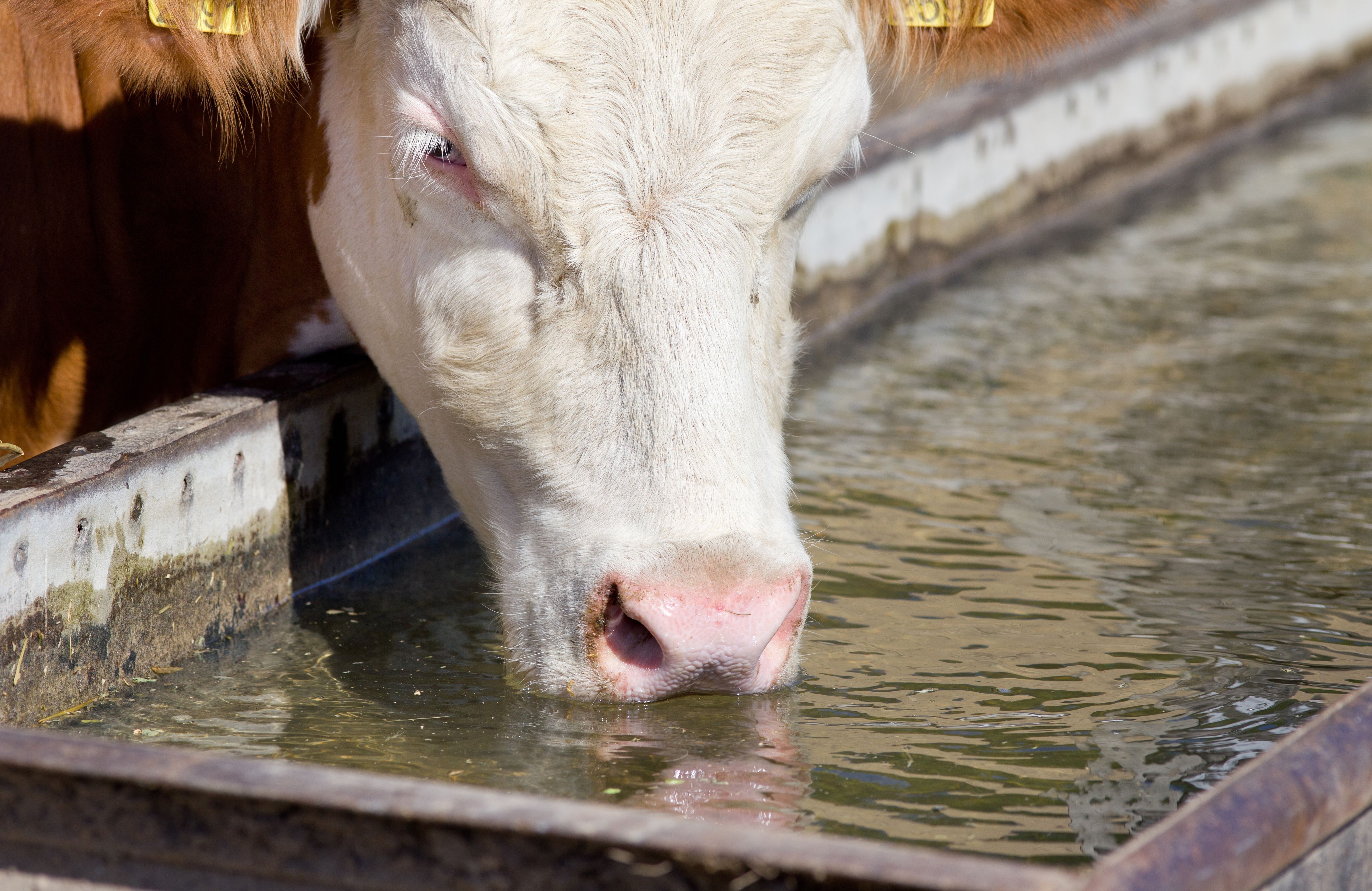 Cow drinking water