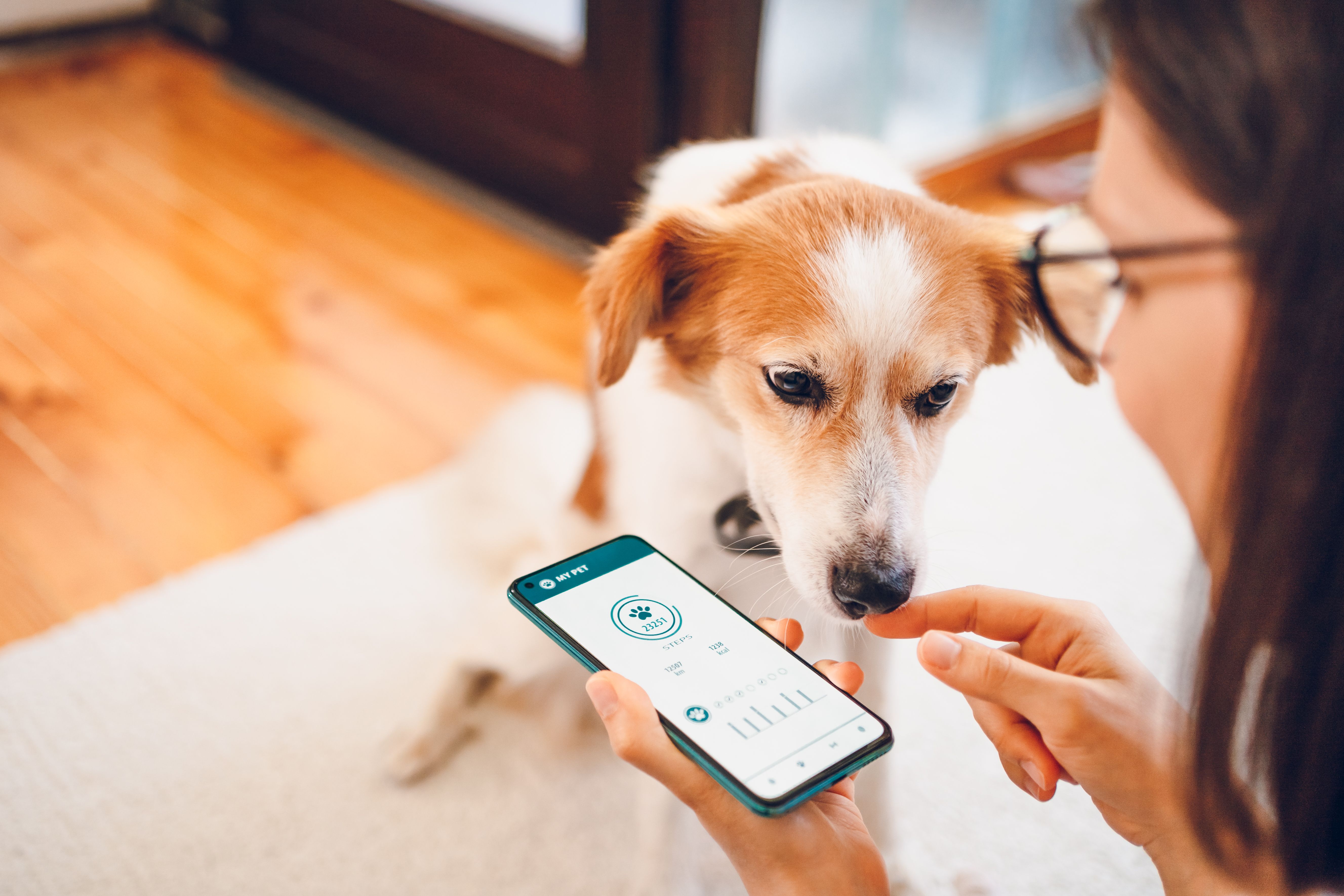 pet wellness