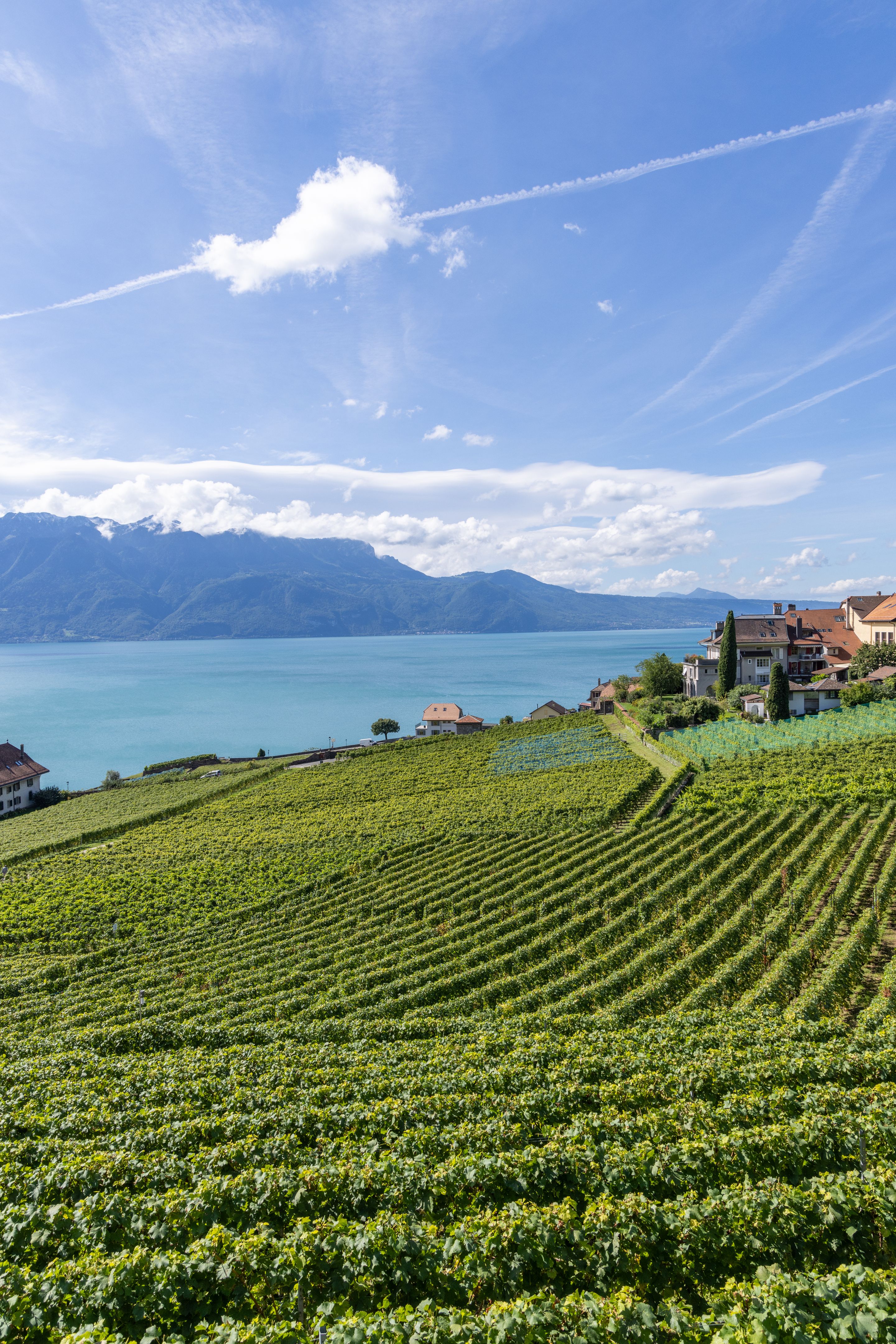 Grapevine neighborhood