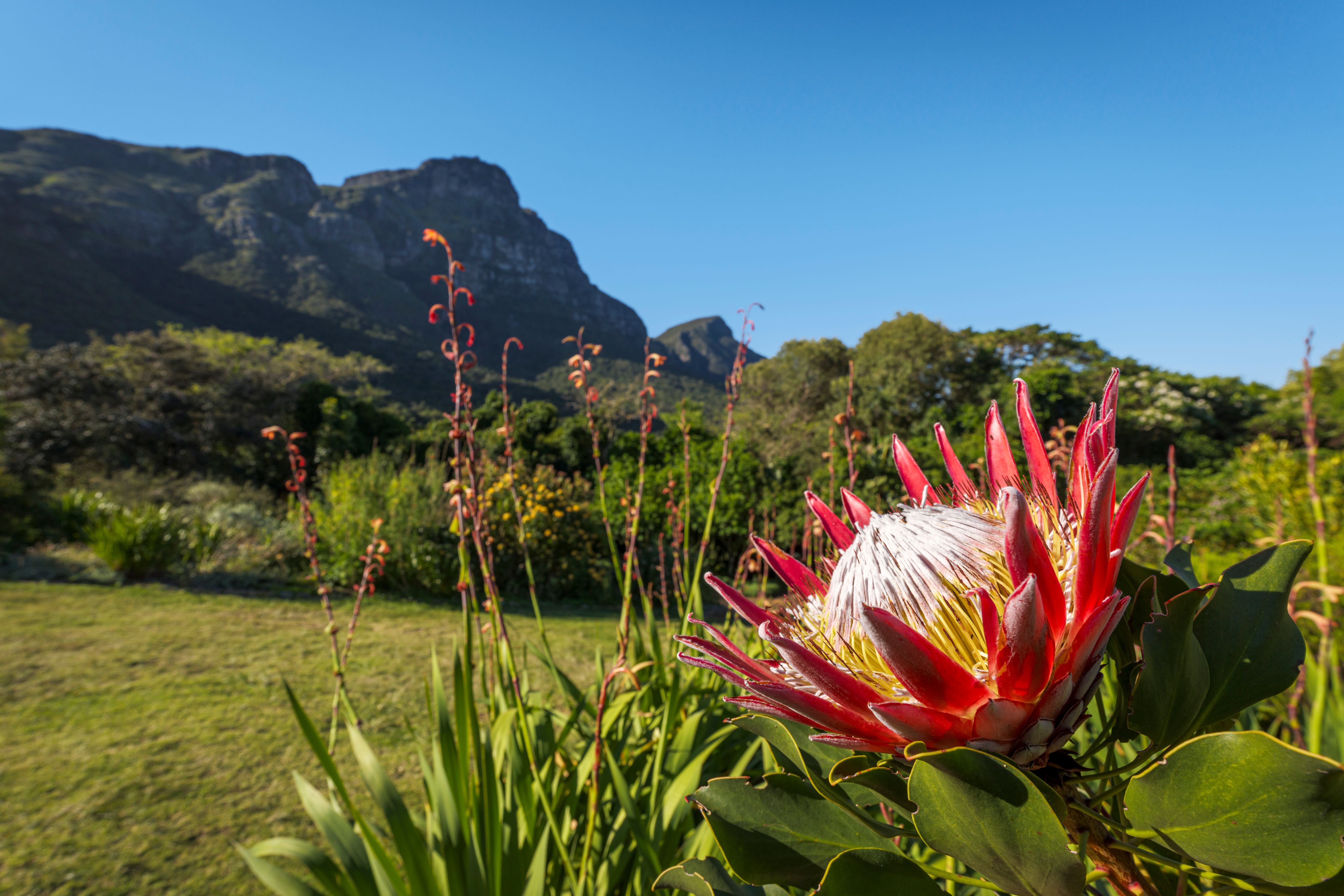 table mountain wildlife
