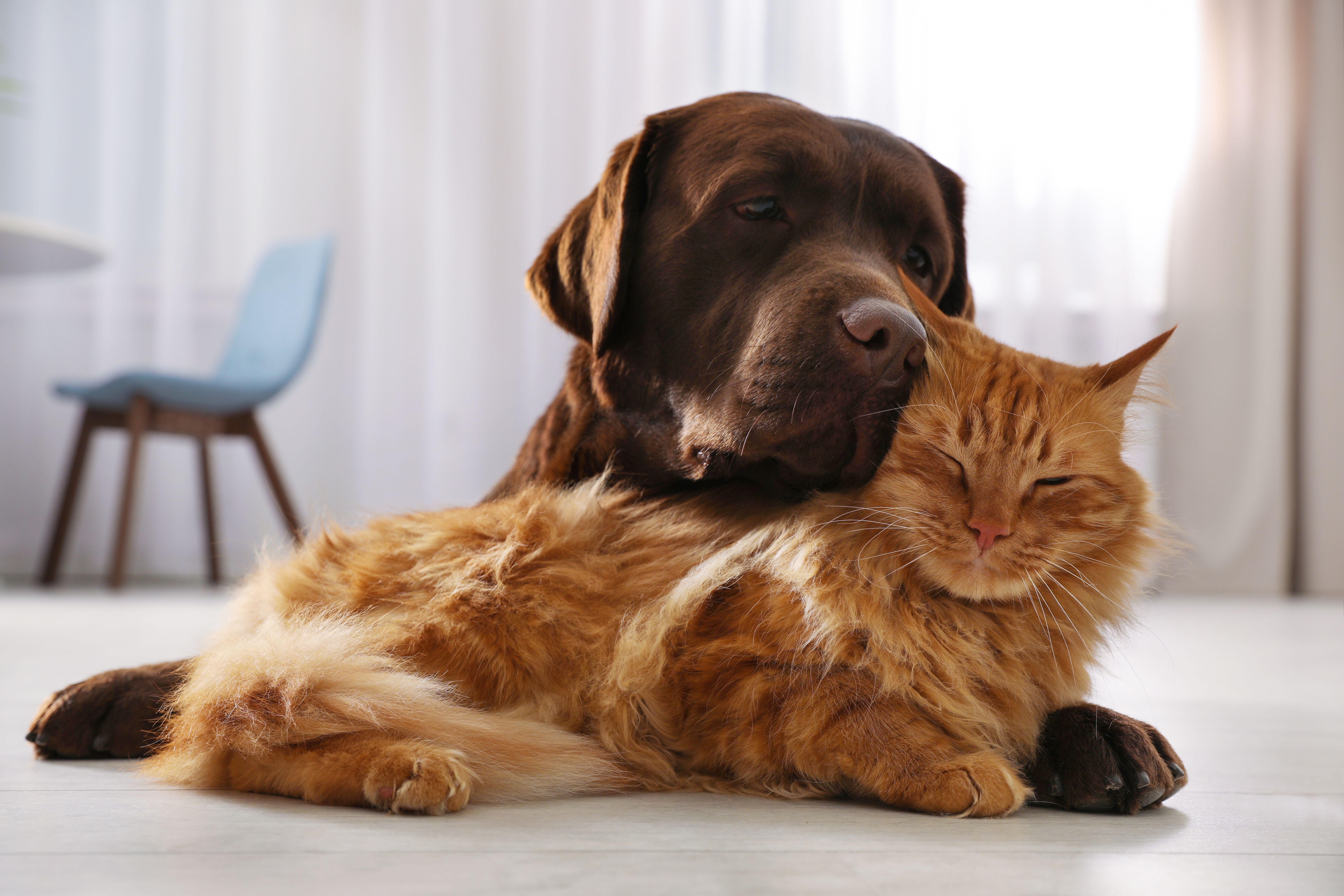 dog cat care