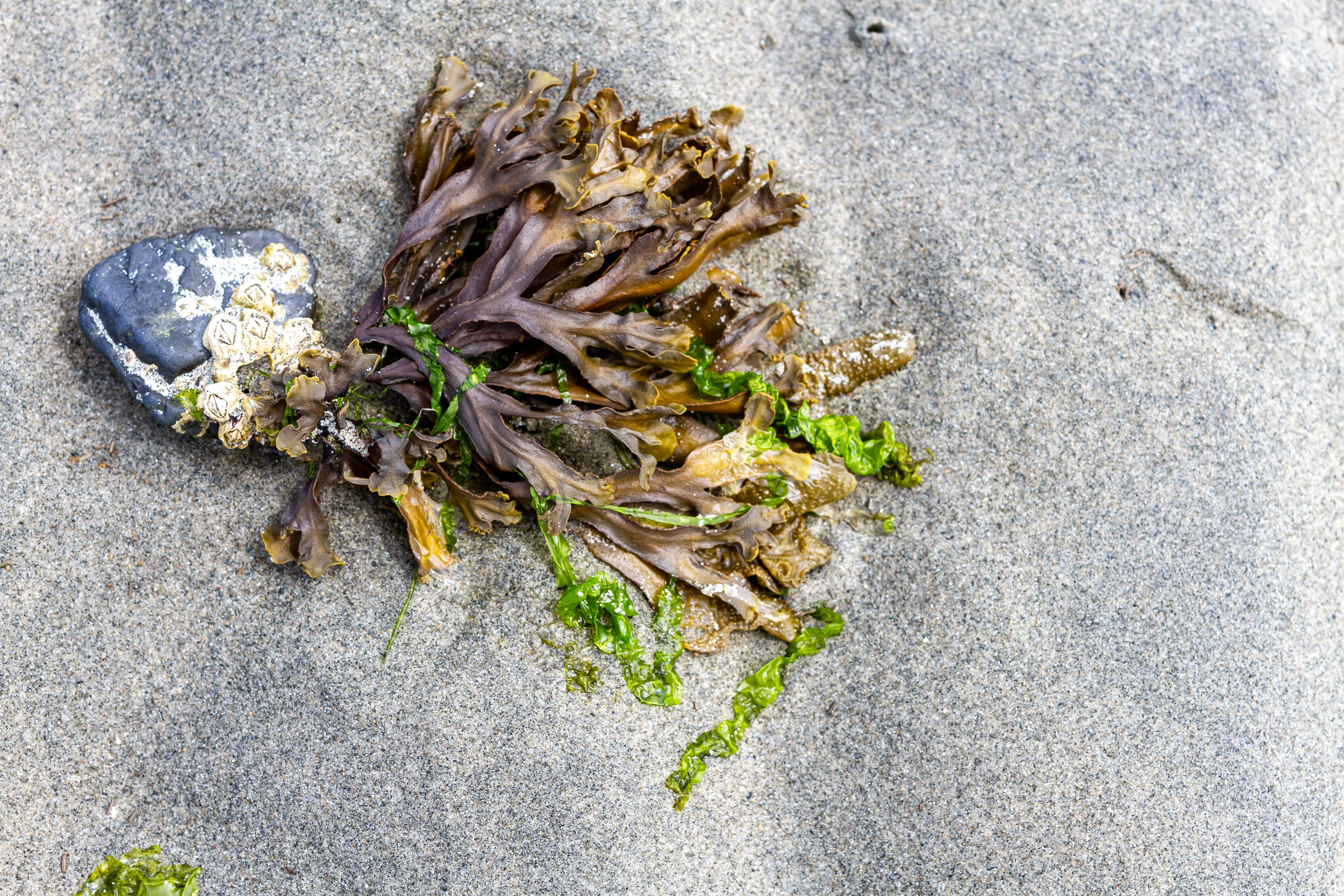 bladderwrack seaweed