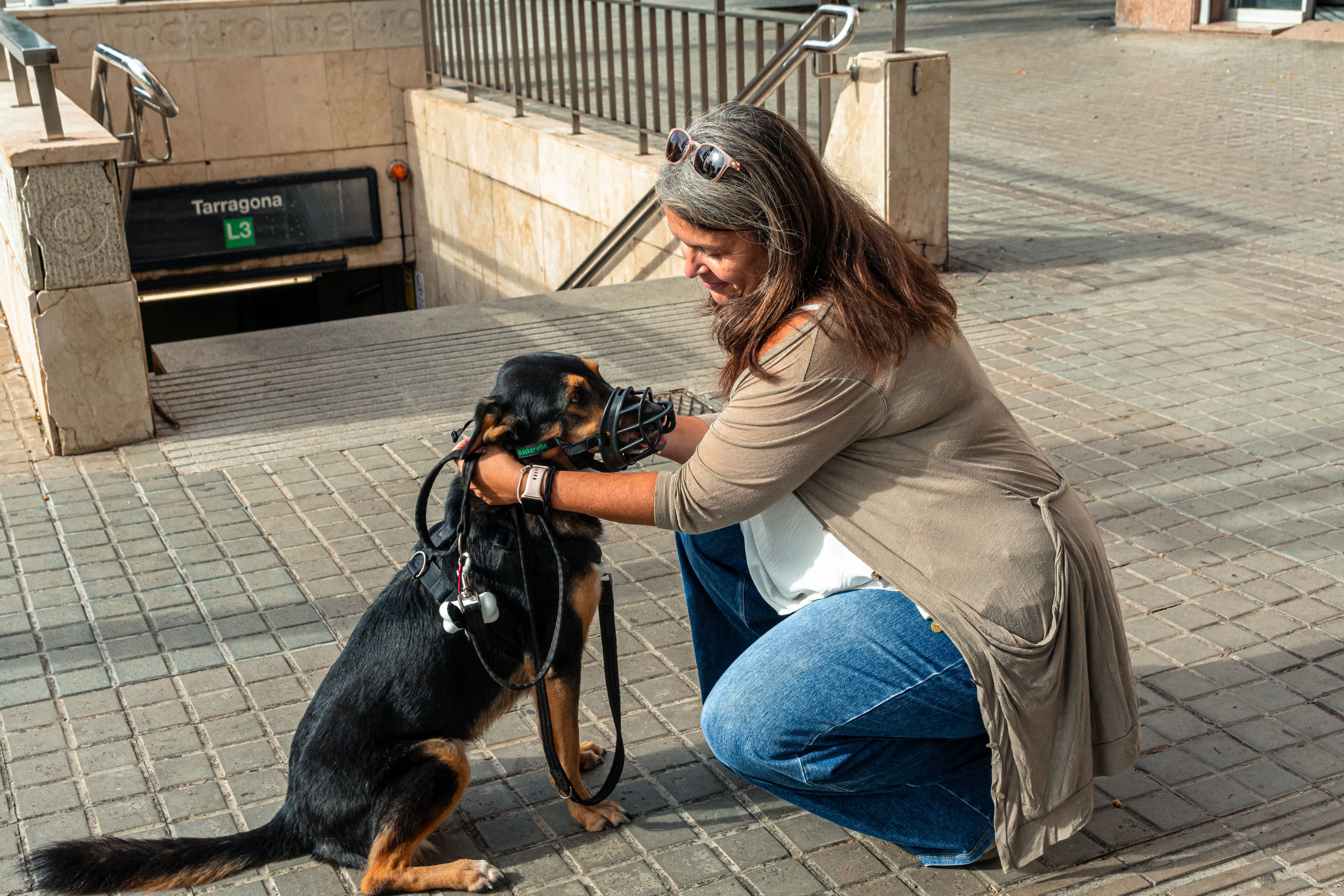 dog training progress