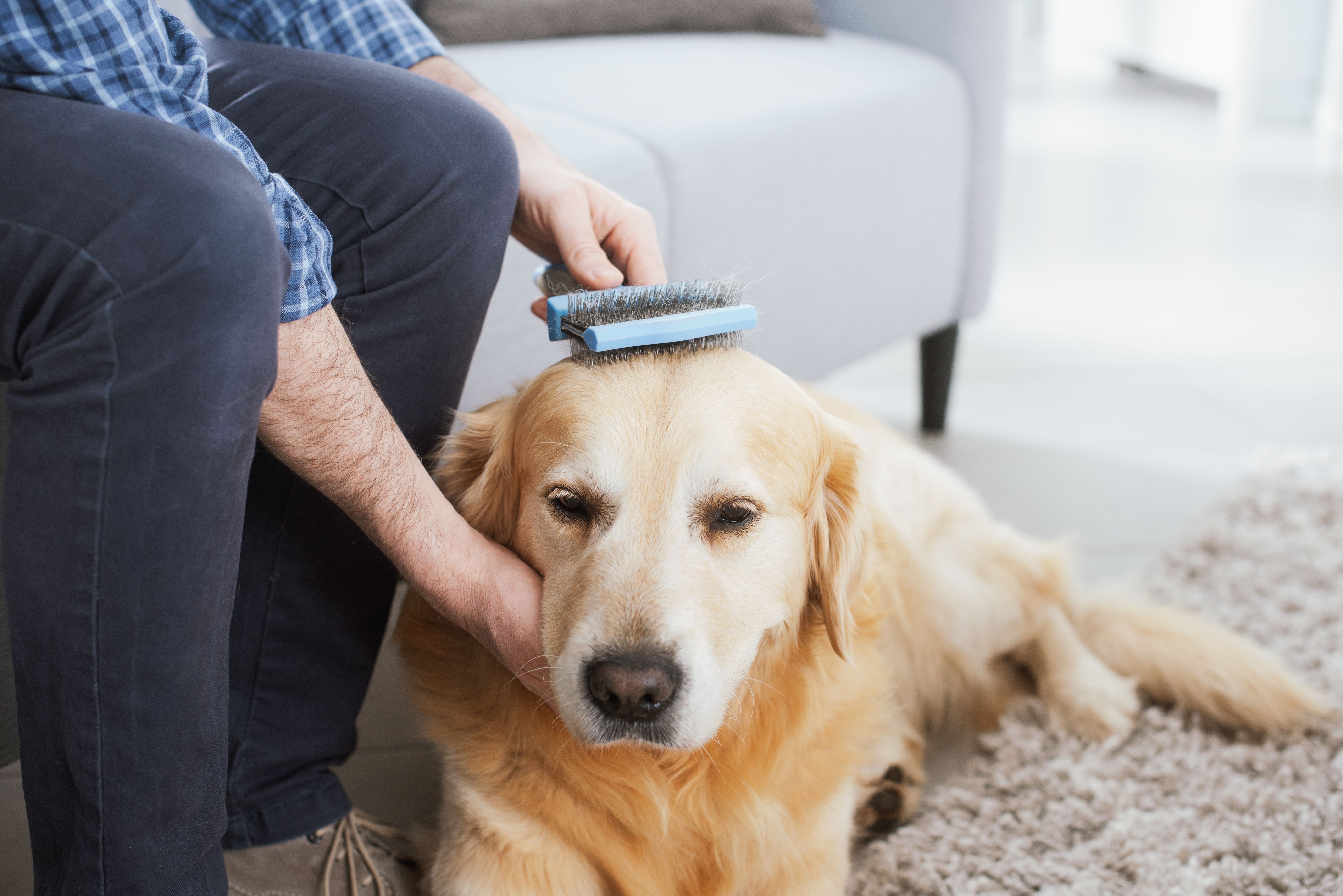 pet grooming home