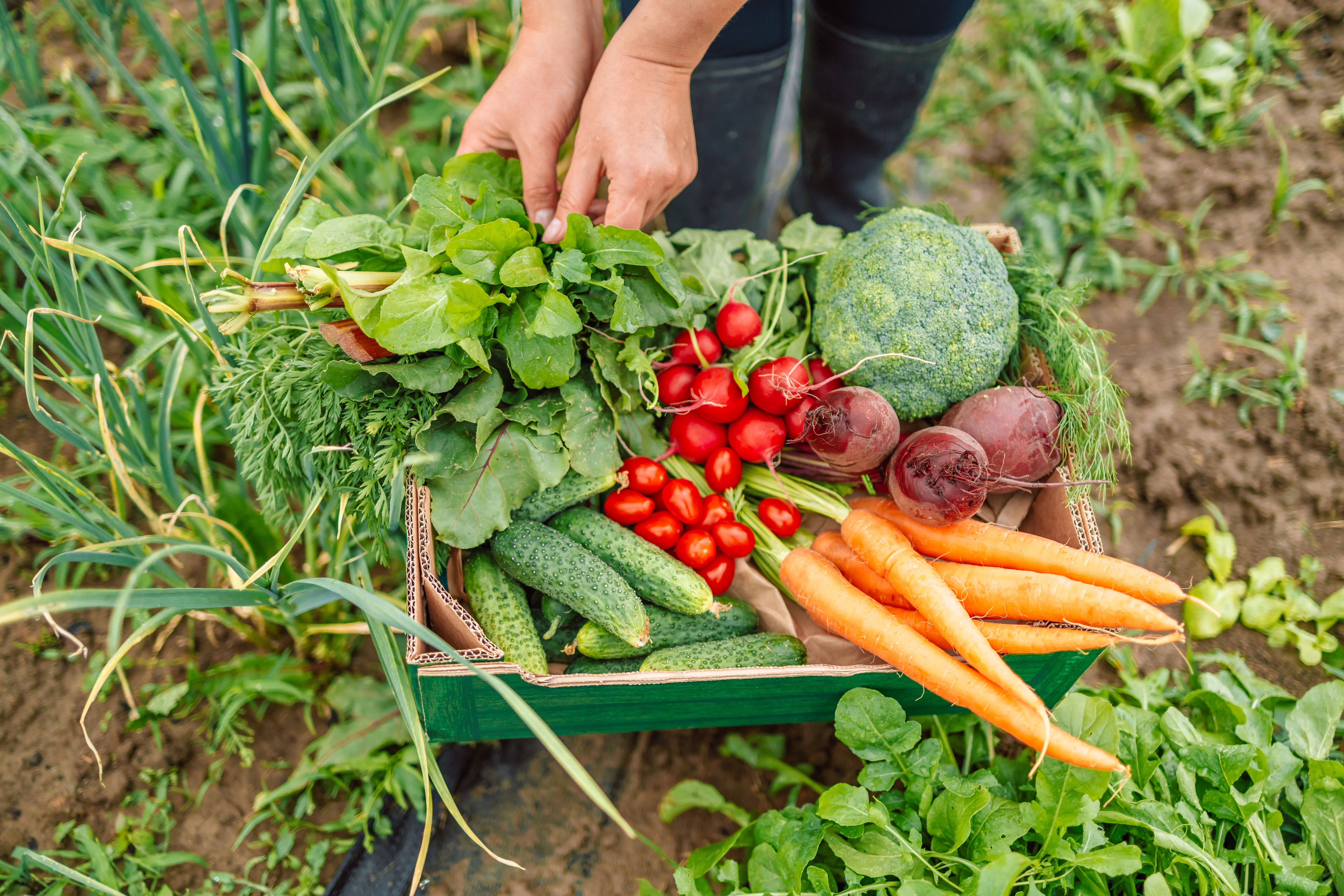 Woman hands holding fresh ecological vegetables in paper box. Healthy organic food, vegetables, agriculture, close up