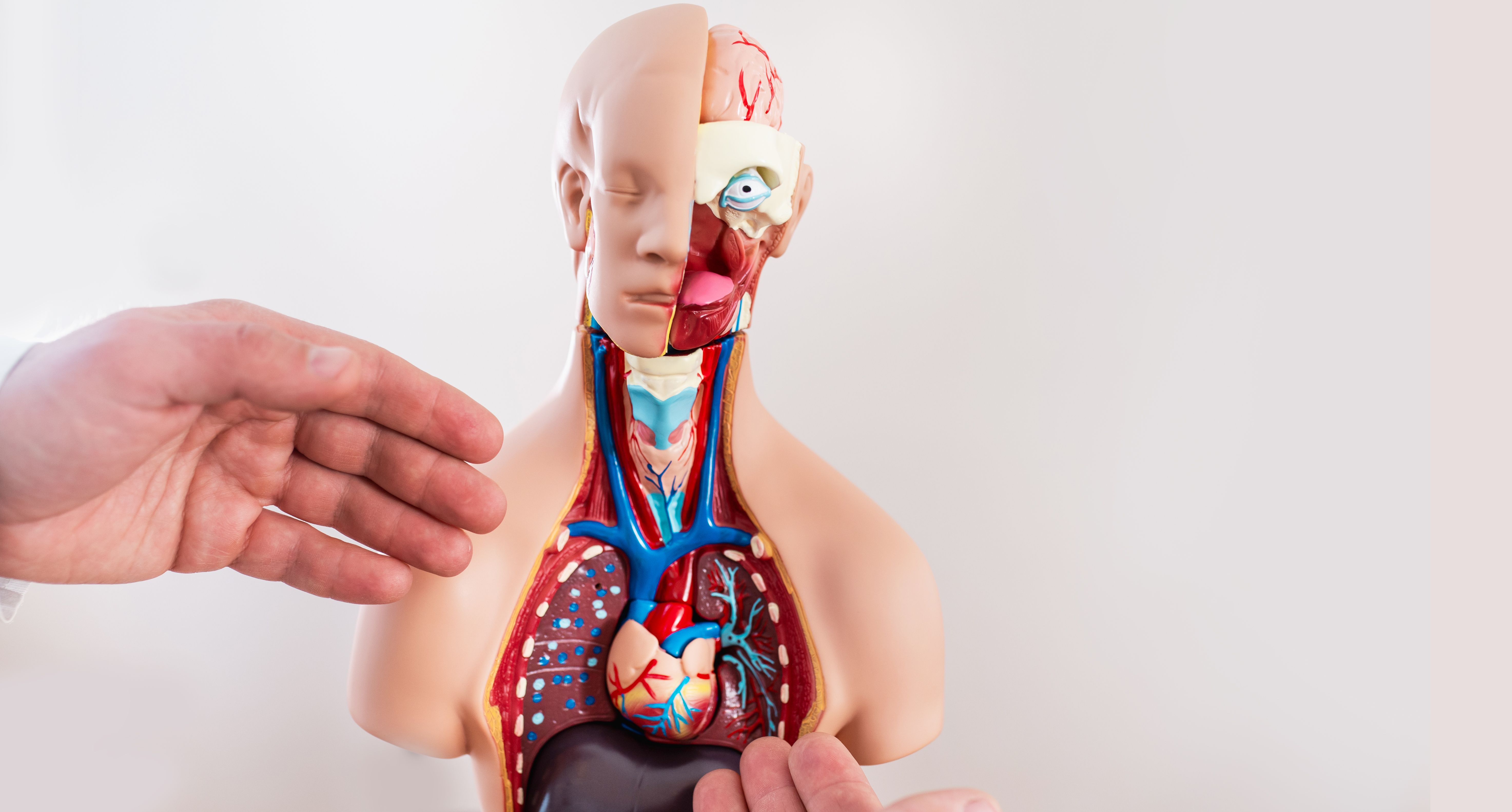 medical demo model