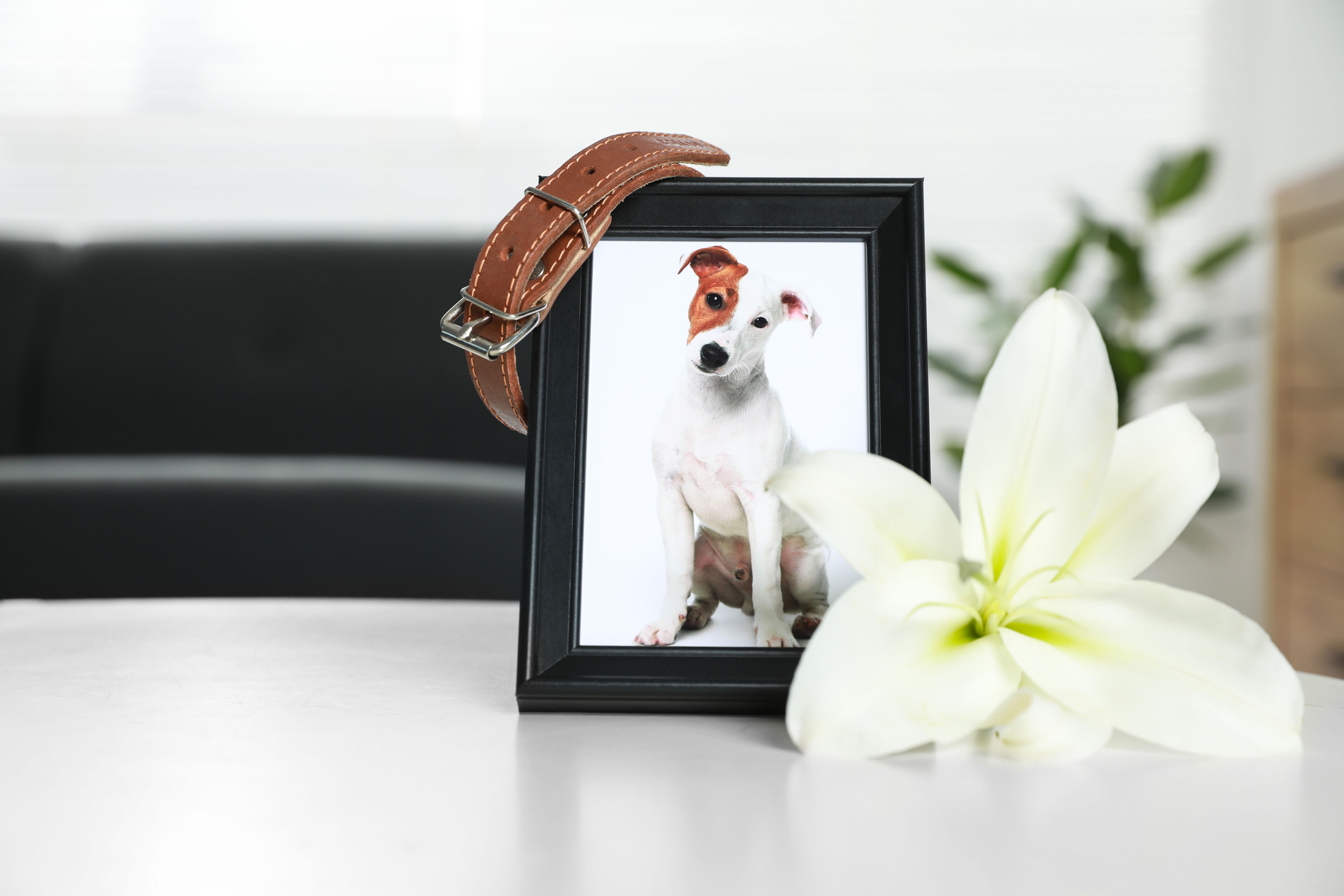 pet memorial