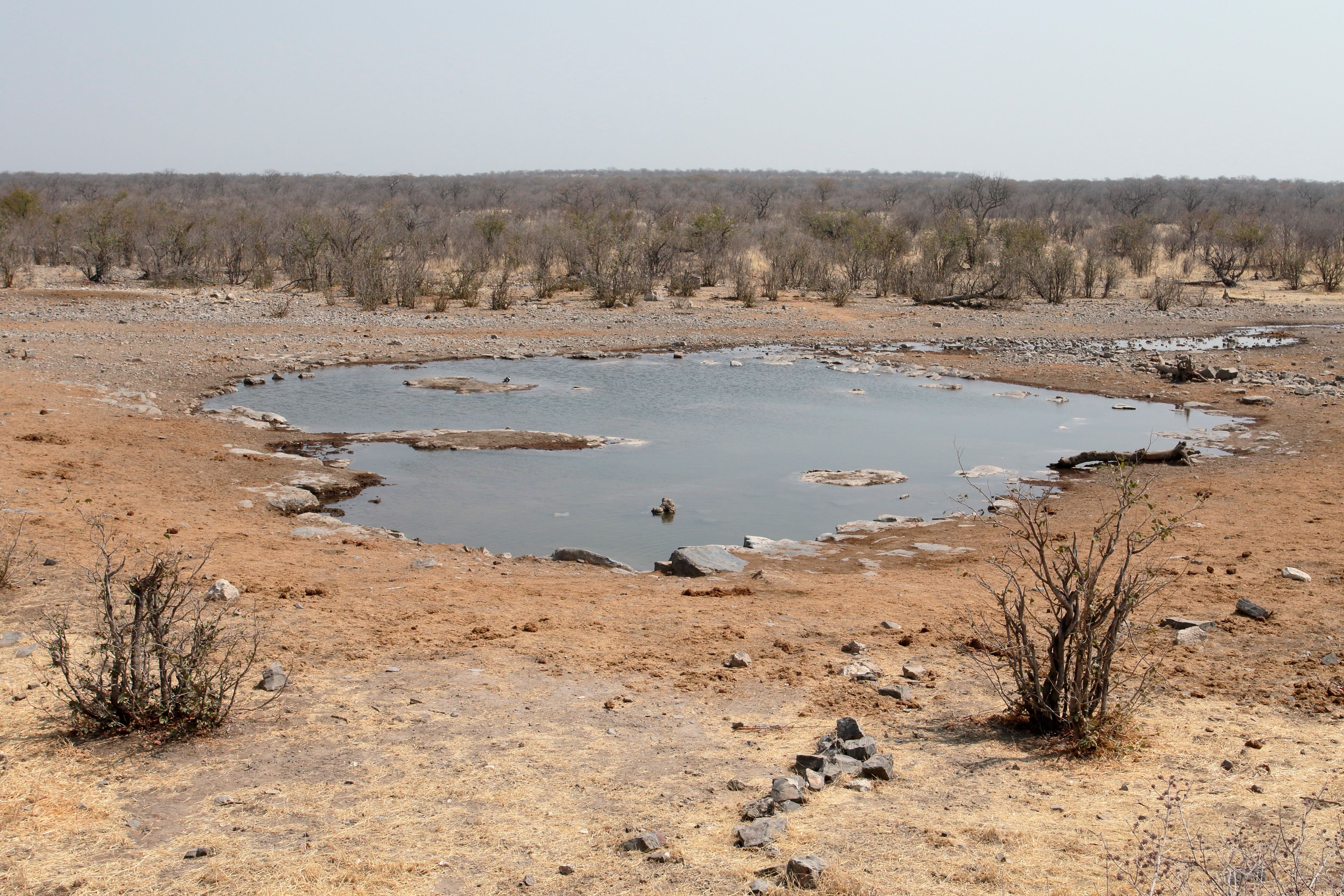 Moninga water hole, Halali camp