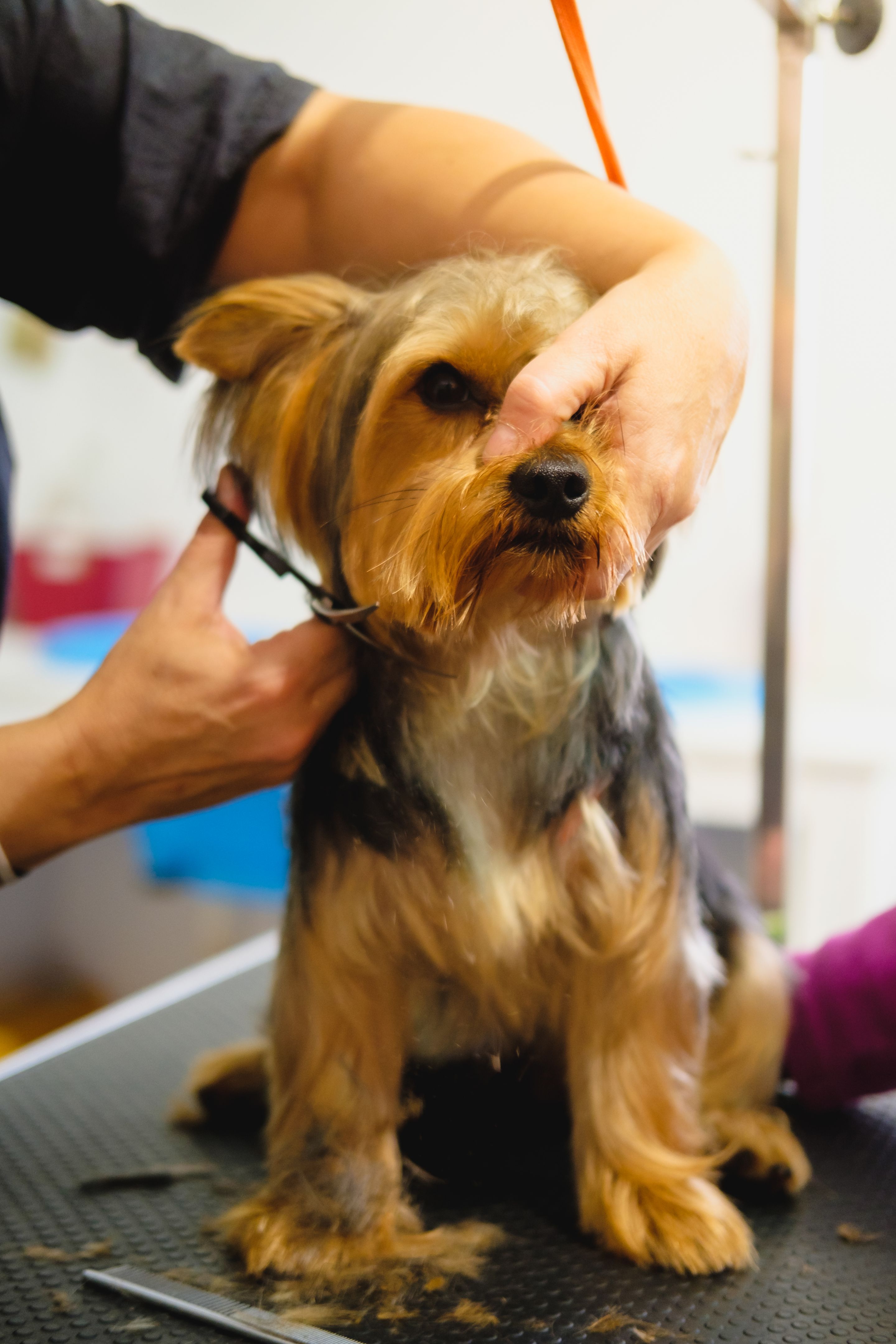 local business yorkshire