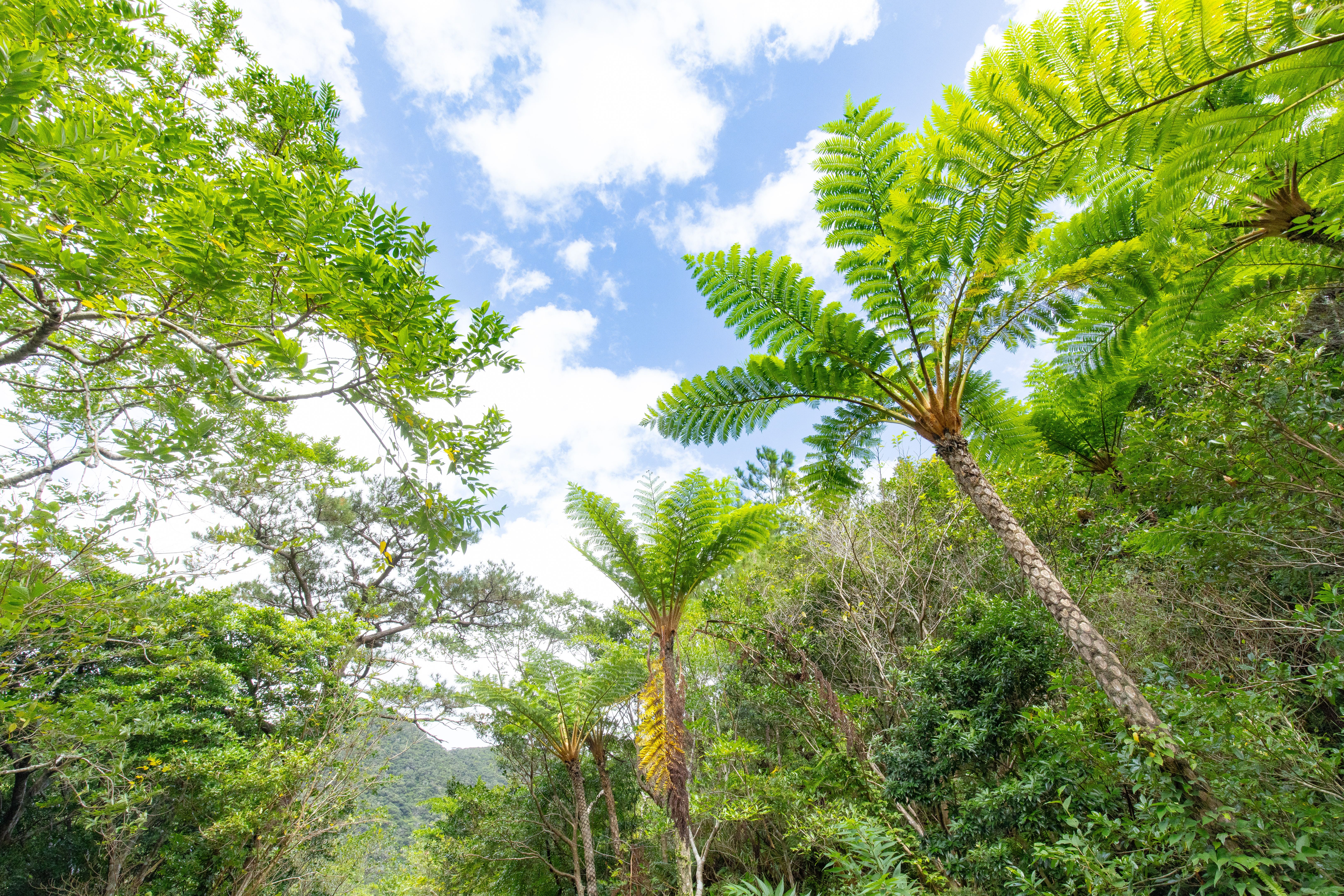 amami forest