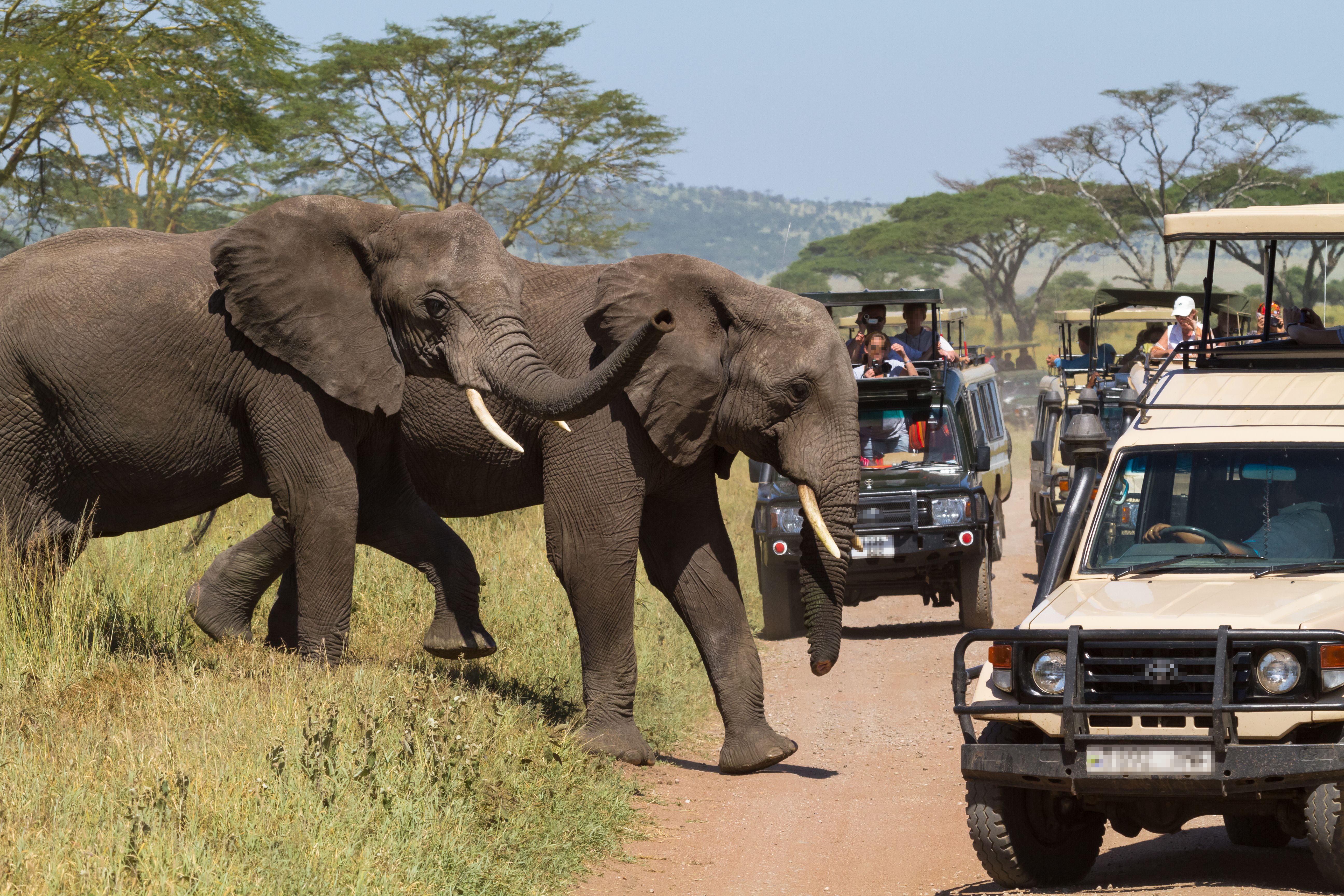Ecotourism in Eastest Africa. Serengeti, Tanzania