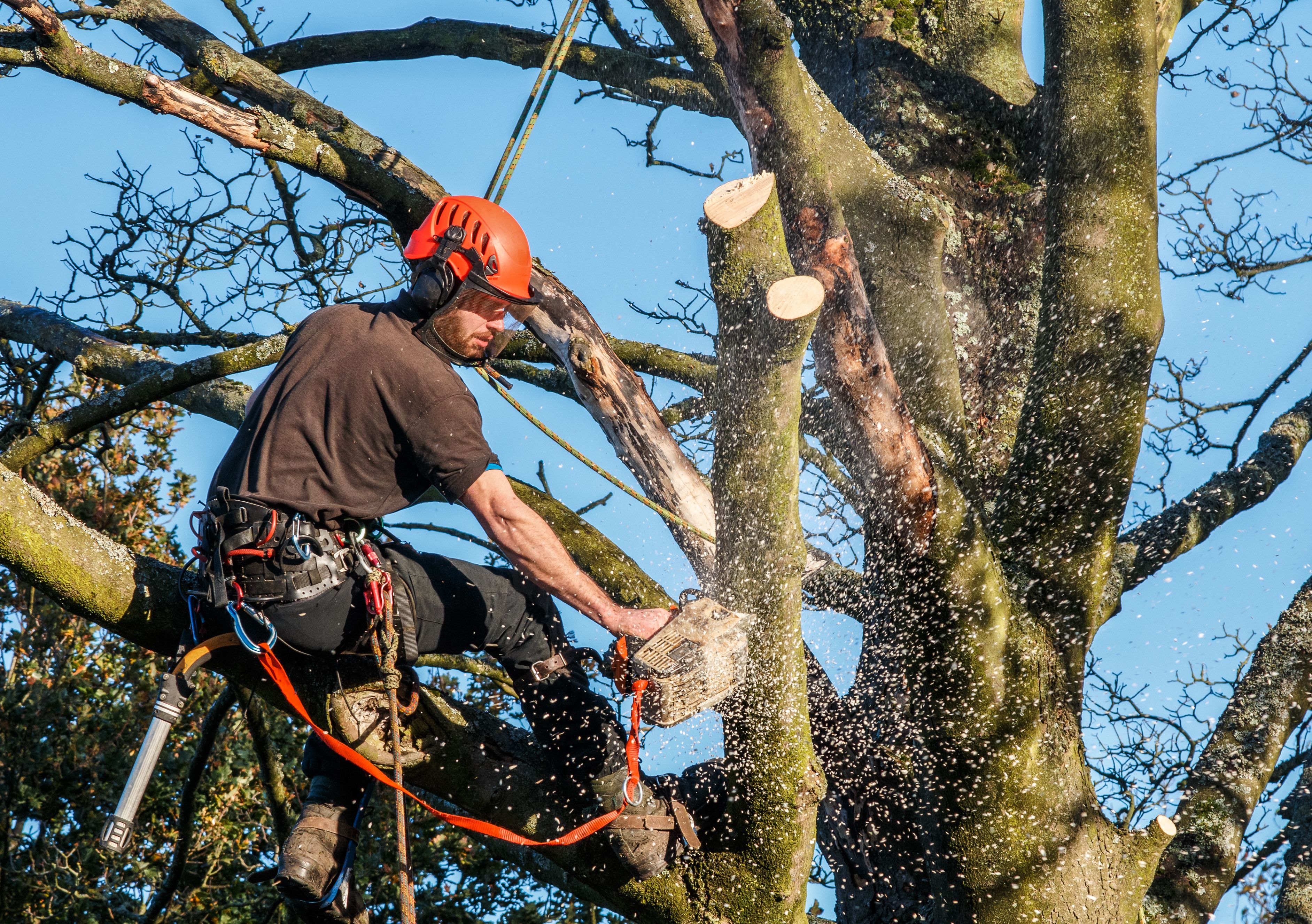 tree cutting safety