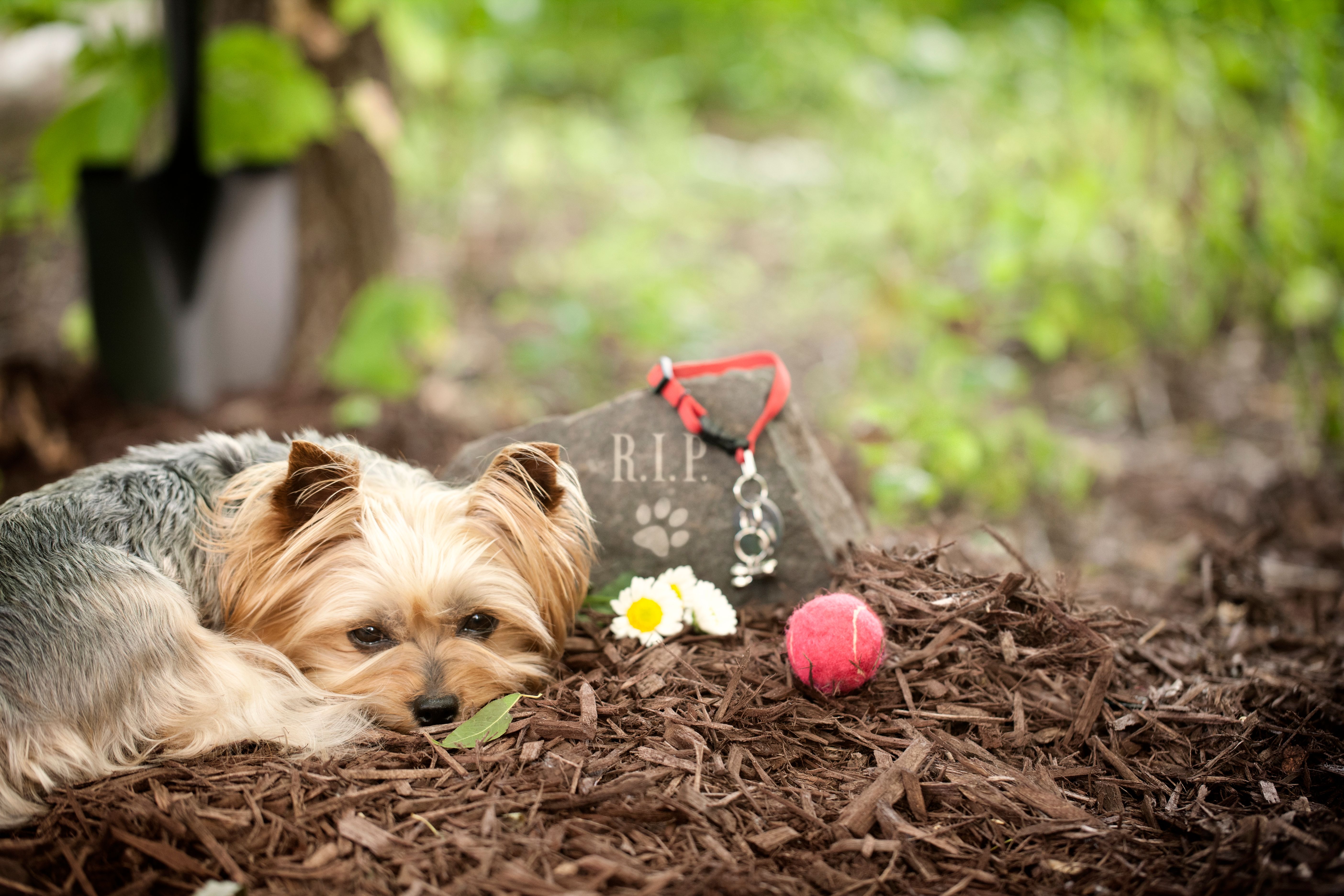 pet memorial stone