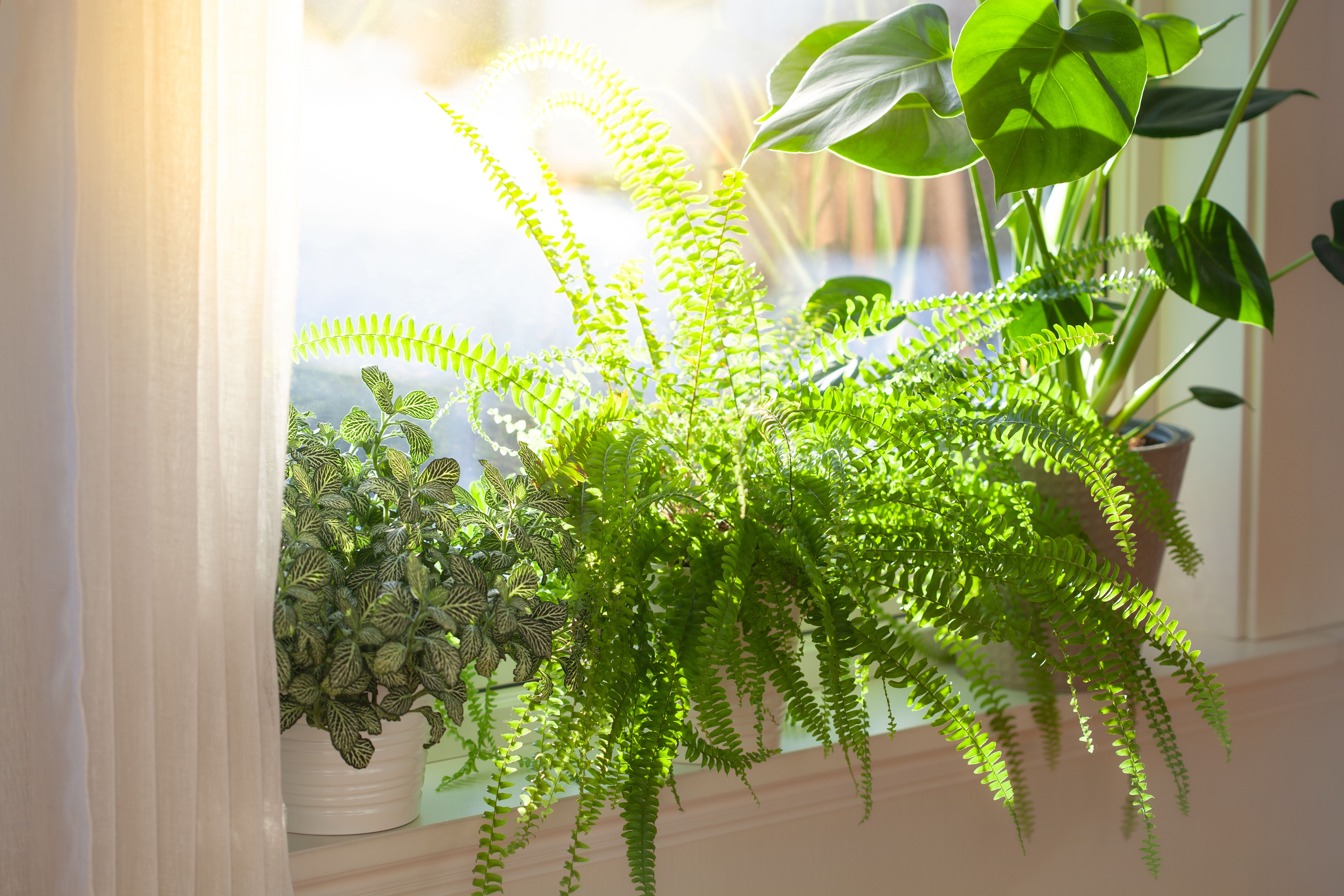 houseplants sunlight