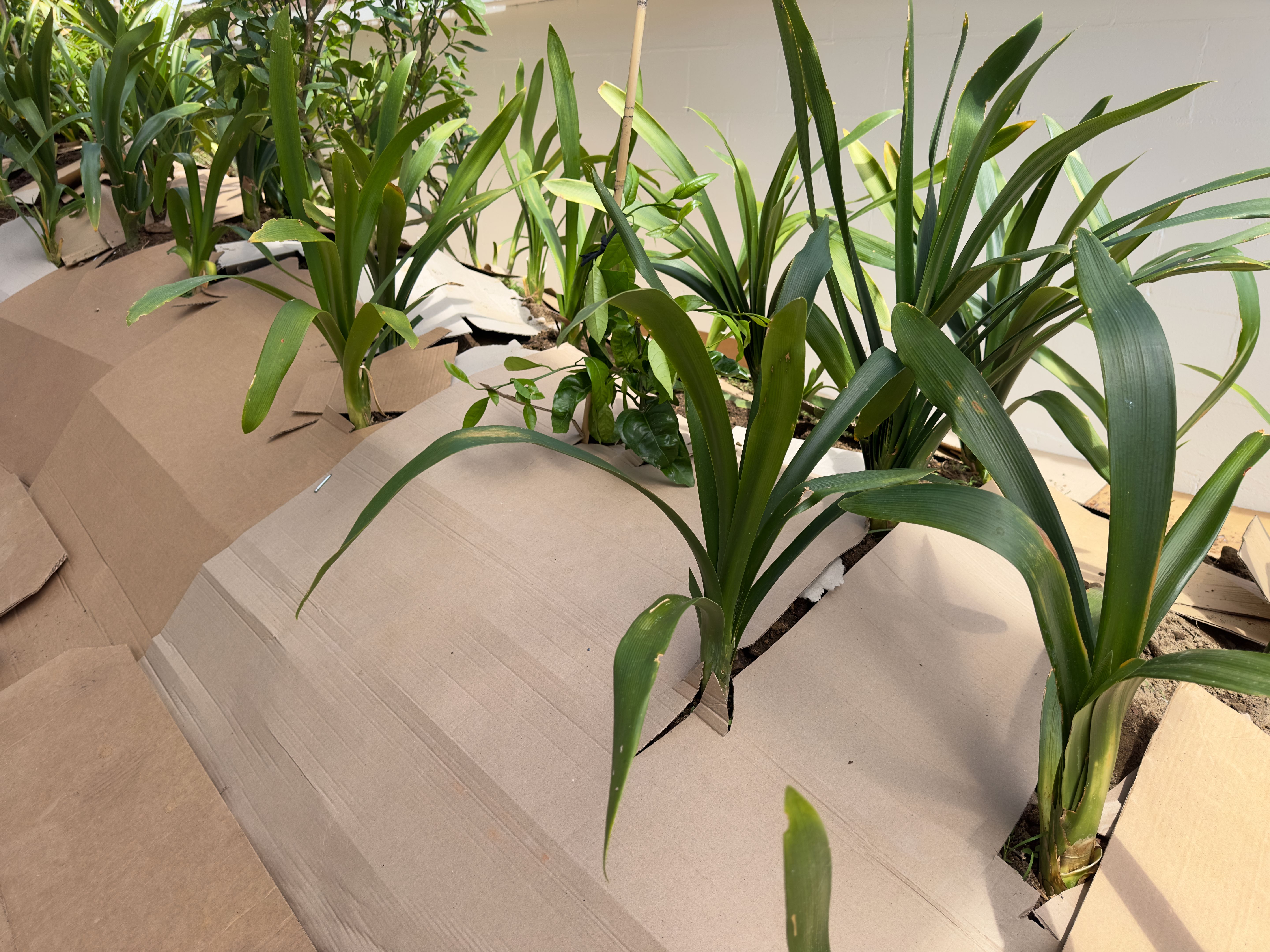 cost-effective gardening