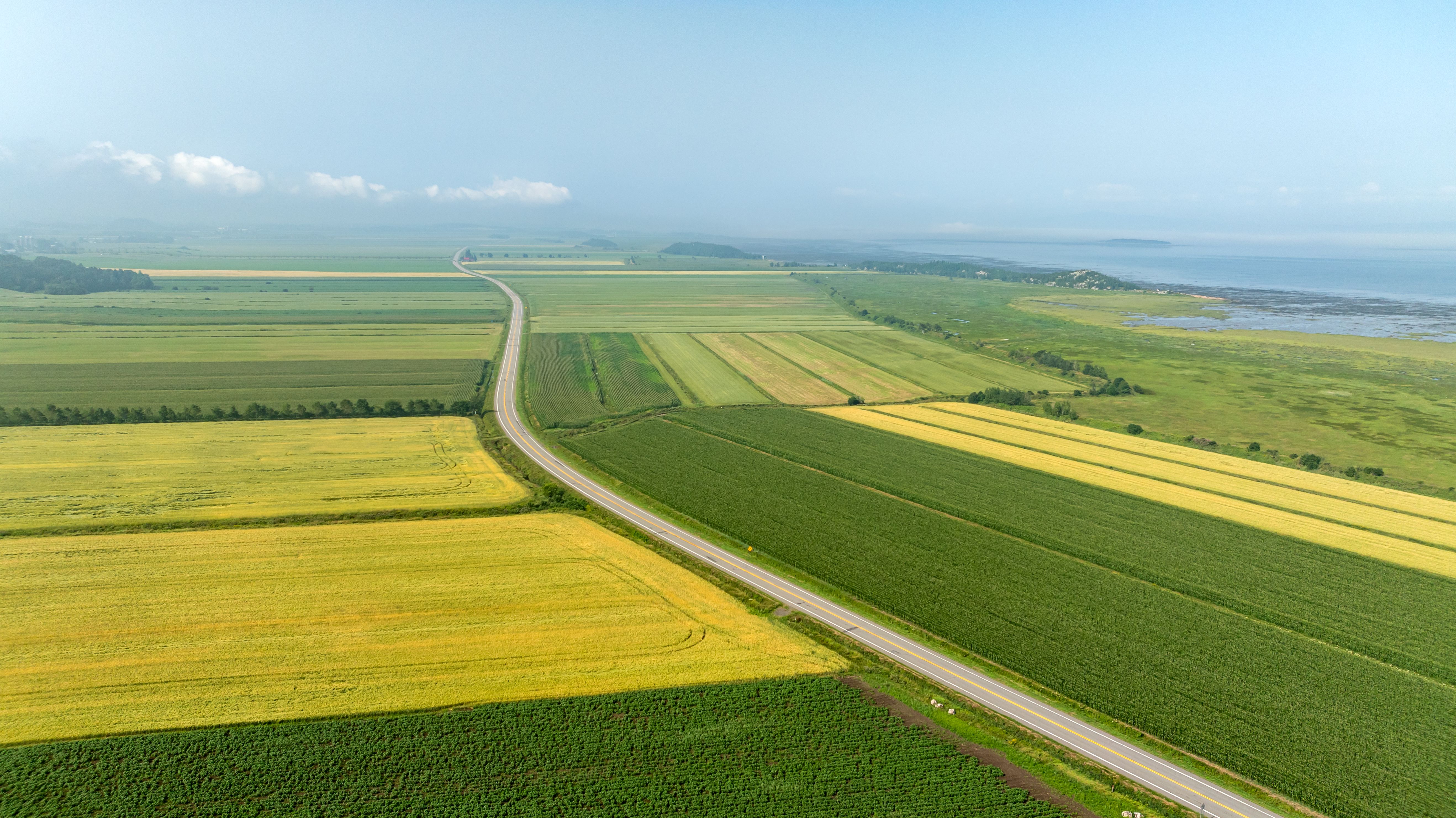 agriculture field