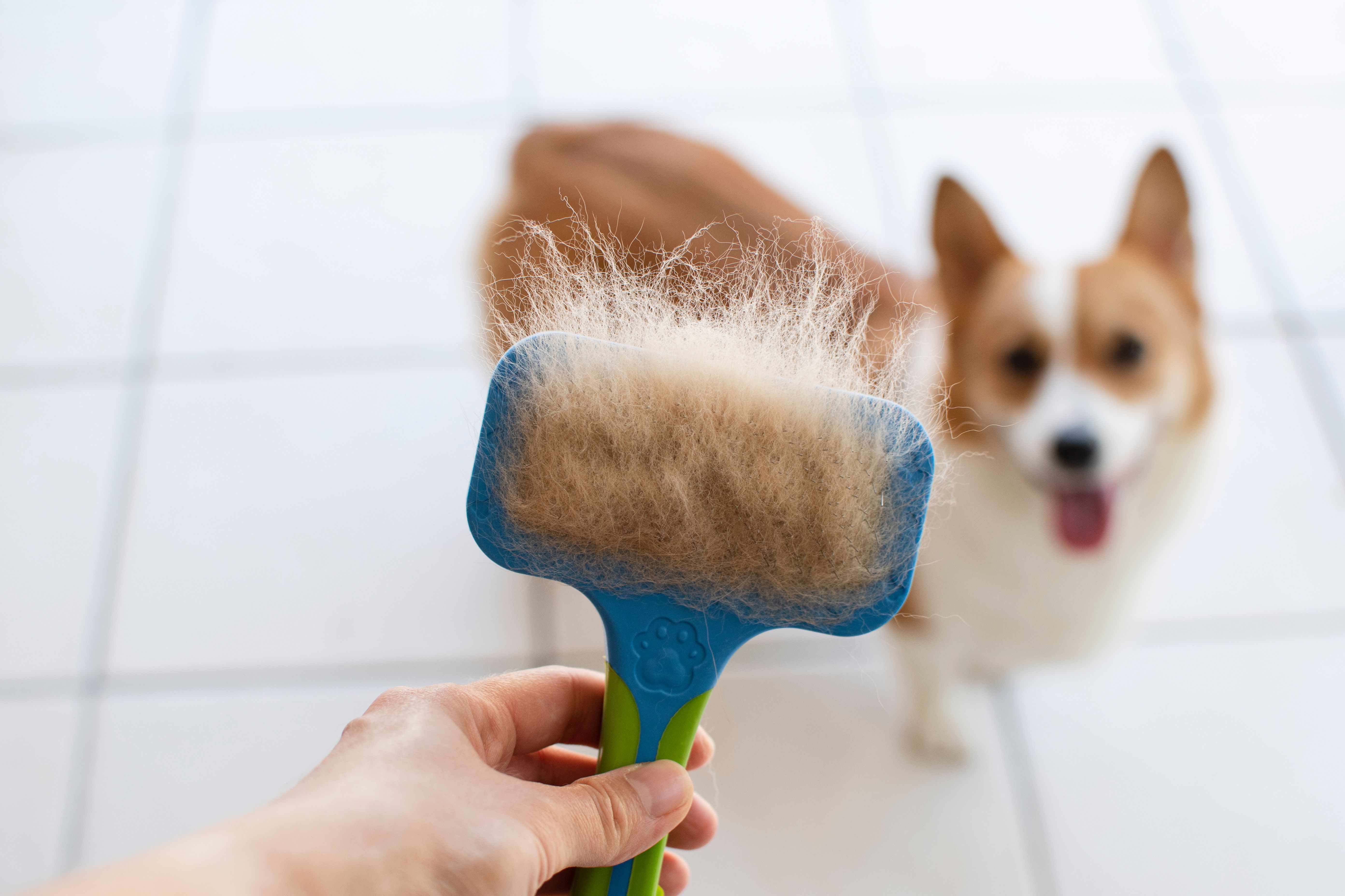pet fur shedding