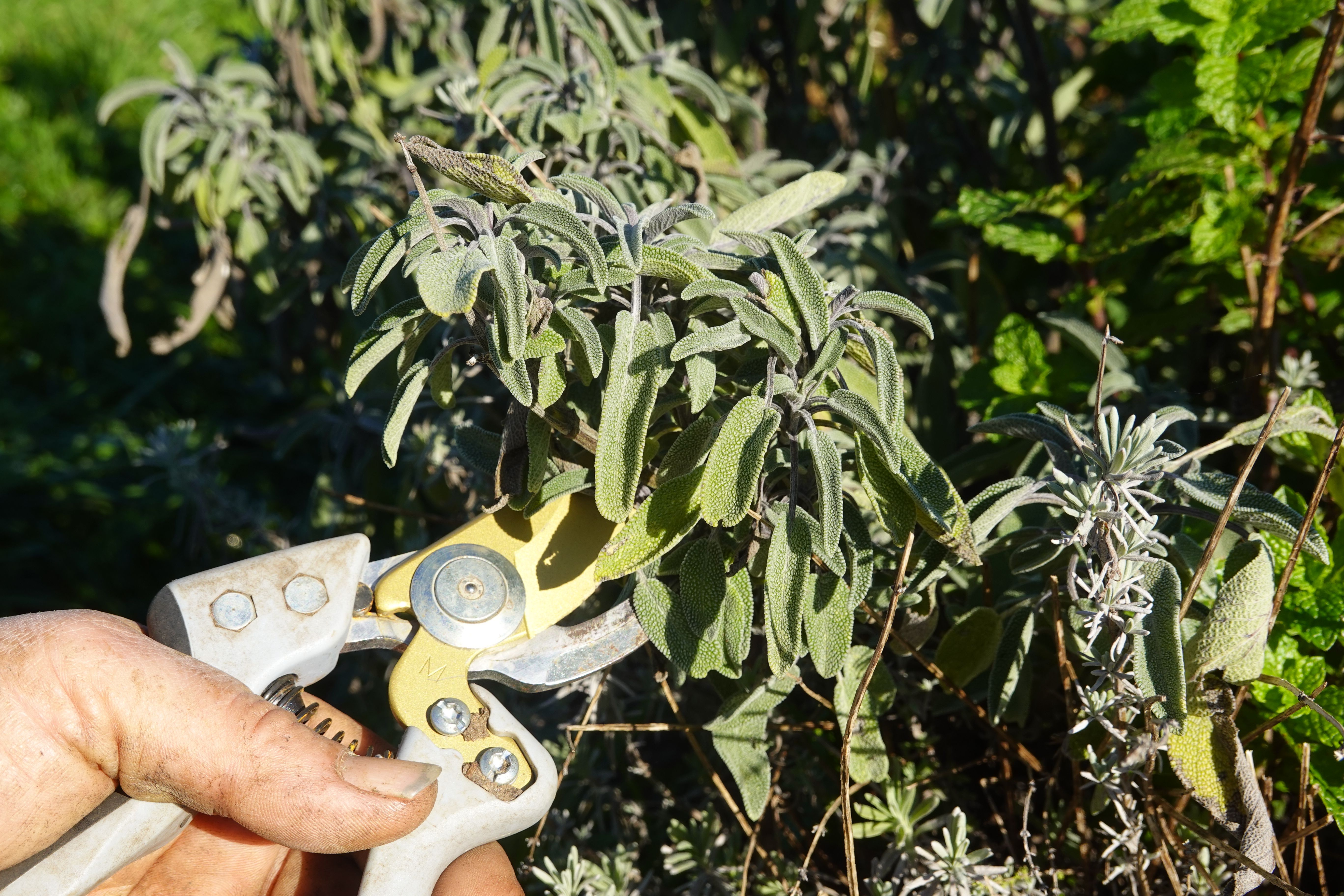 pruning shears