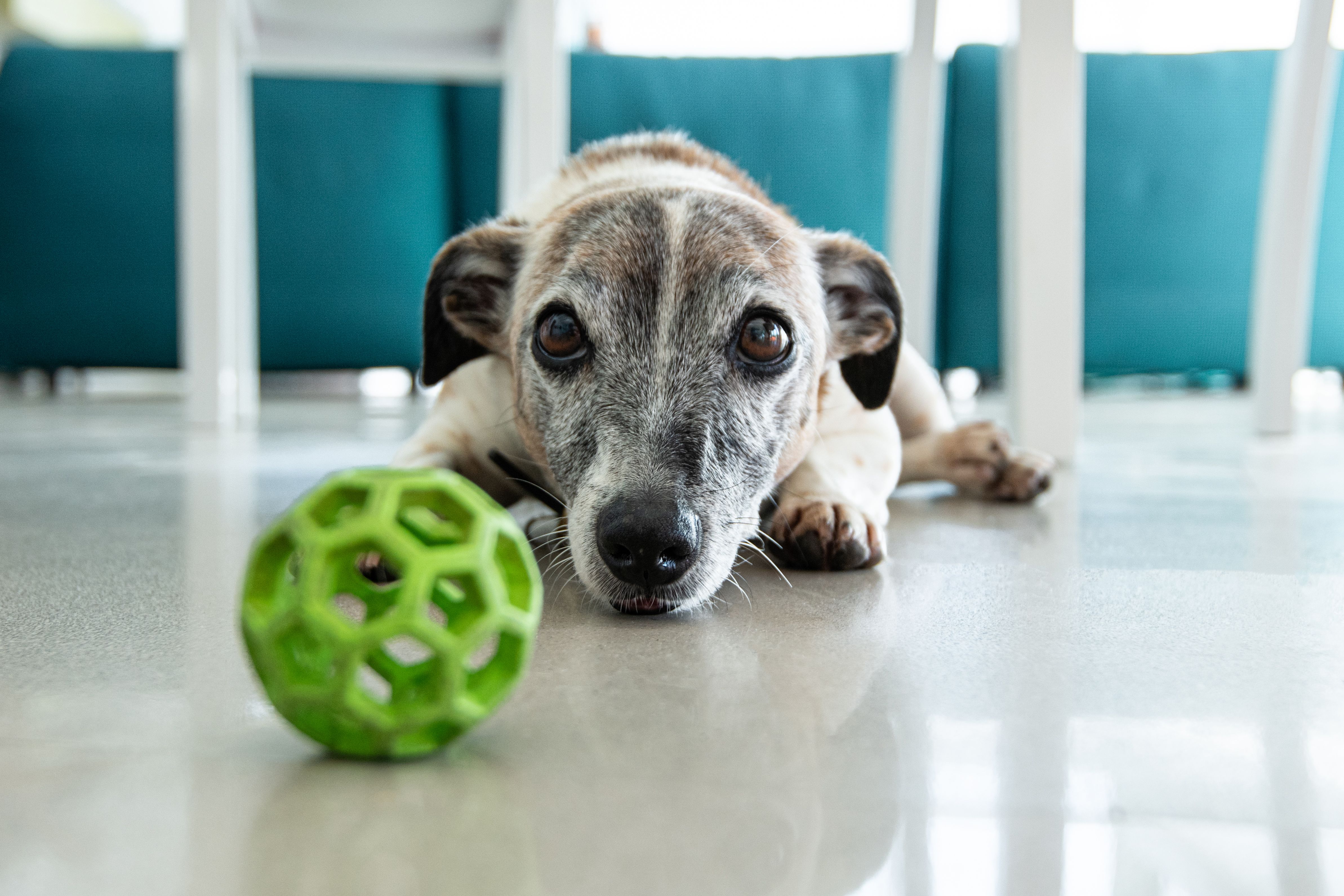 Old Jack Russel Terrier With His Ball Old Jack Russel Terrier With His Ball