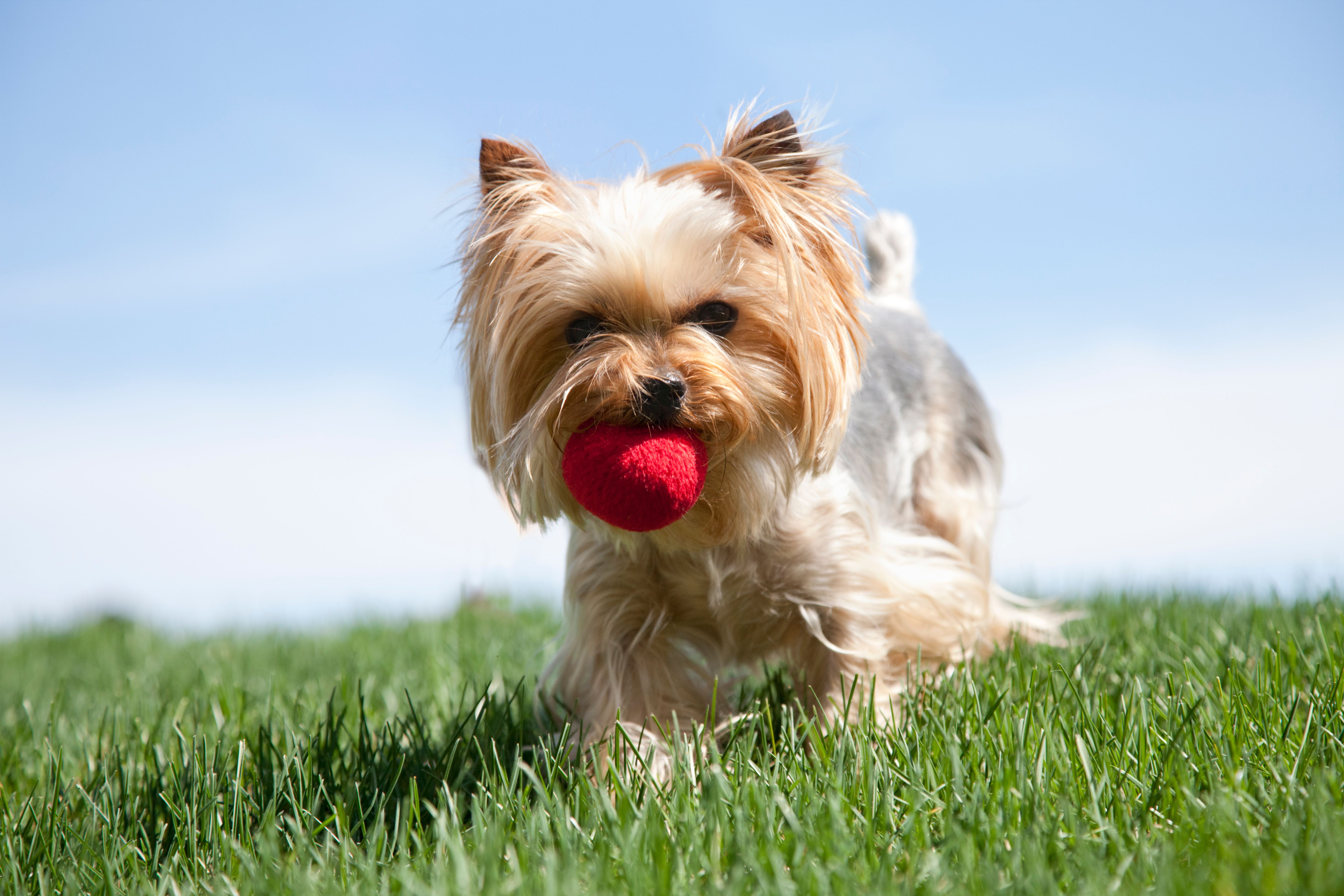 Yorkehire Terrier dog playing ball