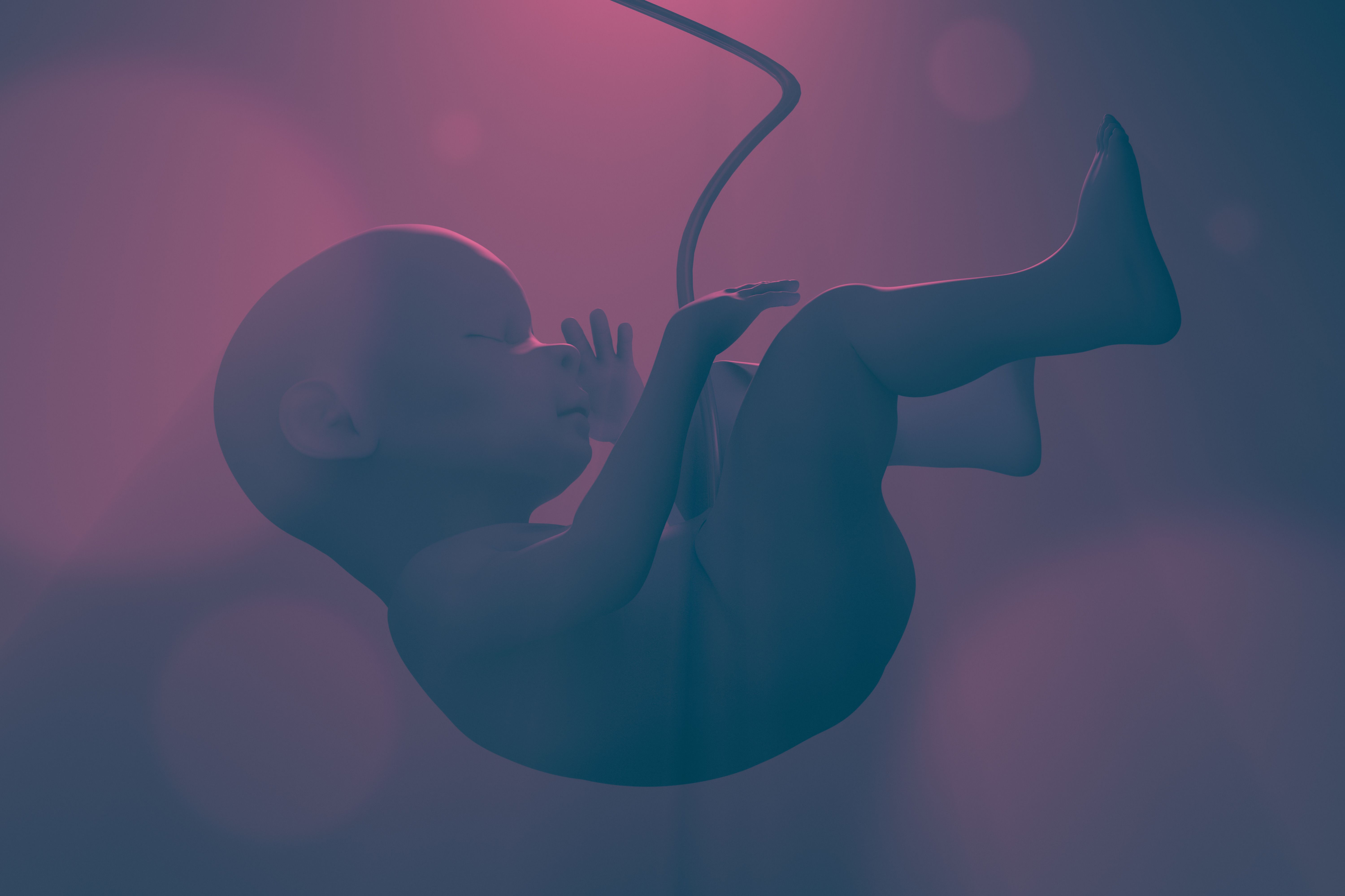 Human fetus in the uterus. 3d illustration. Human fetus in the uterus. 3d illustration.