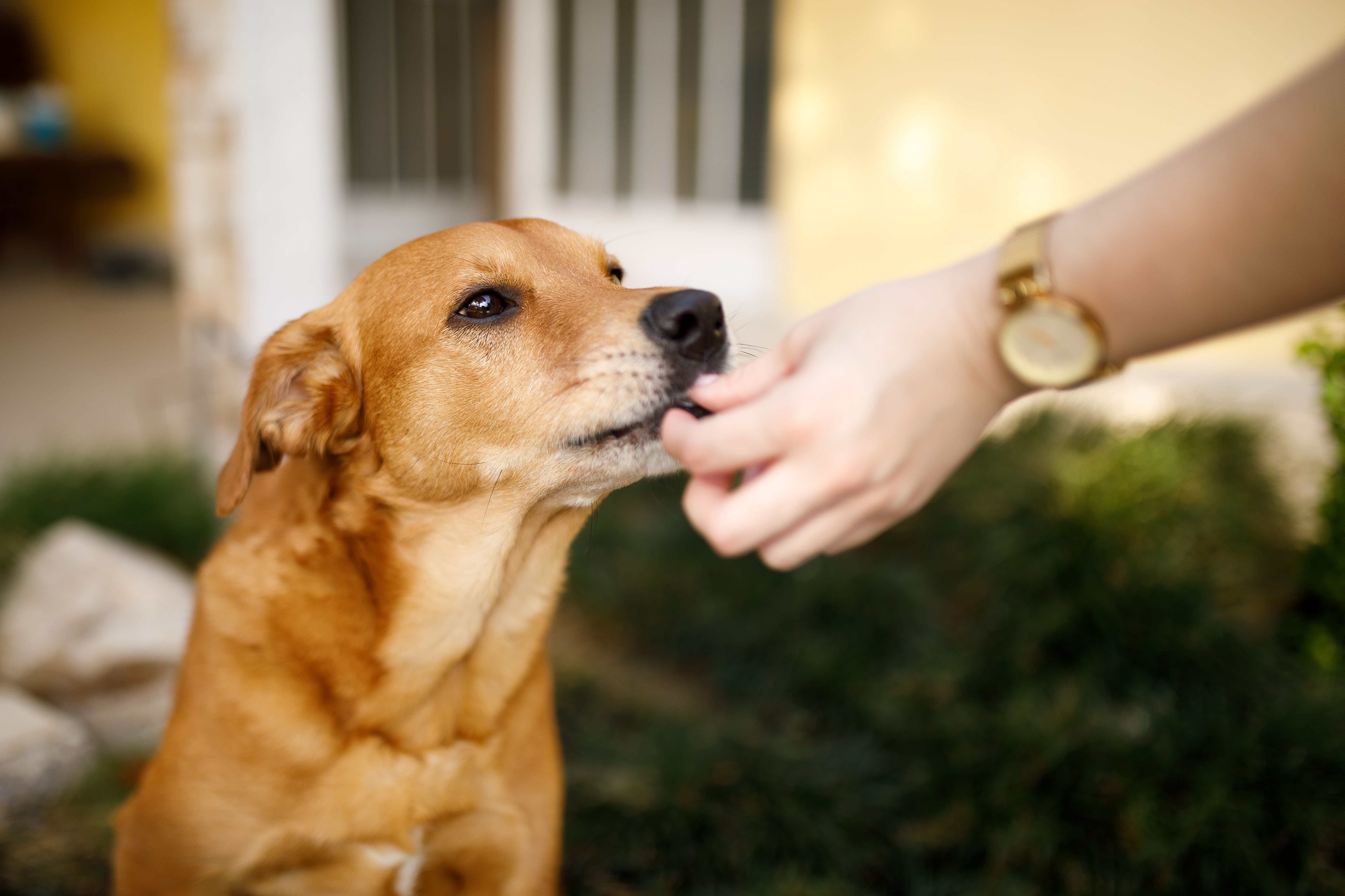 Dog receiving treat from its owner Dog receiving treat from its owner