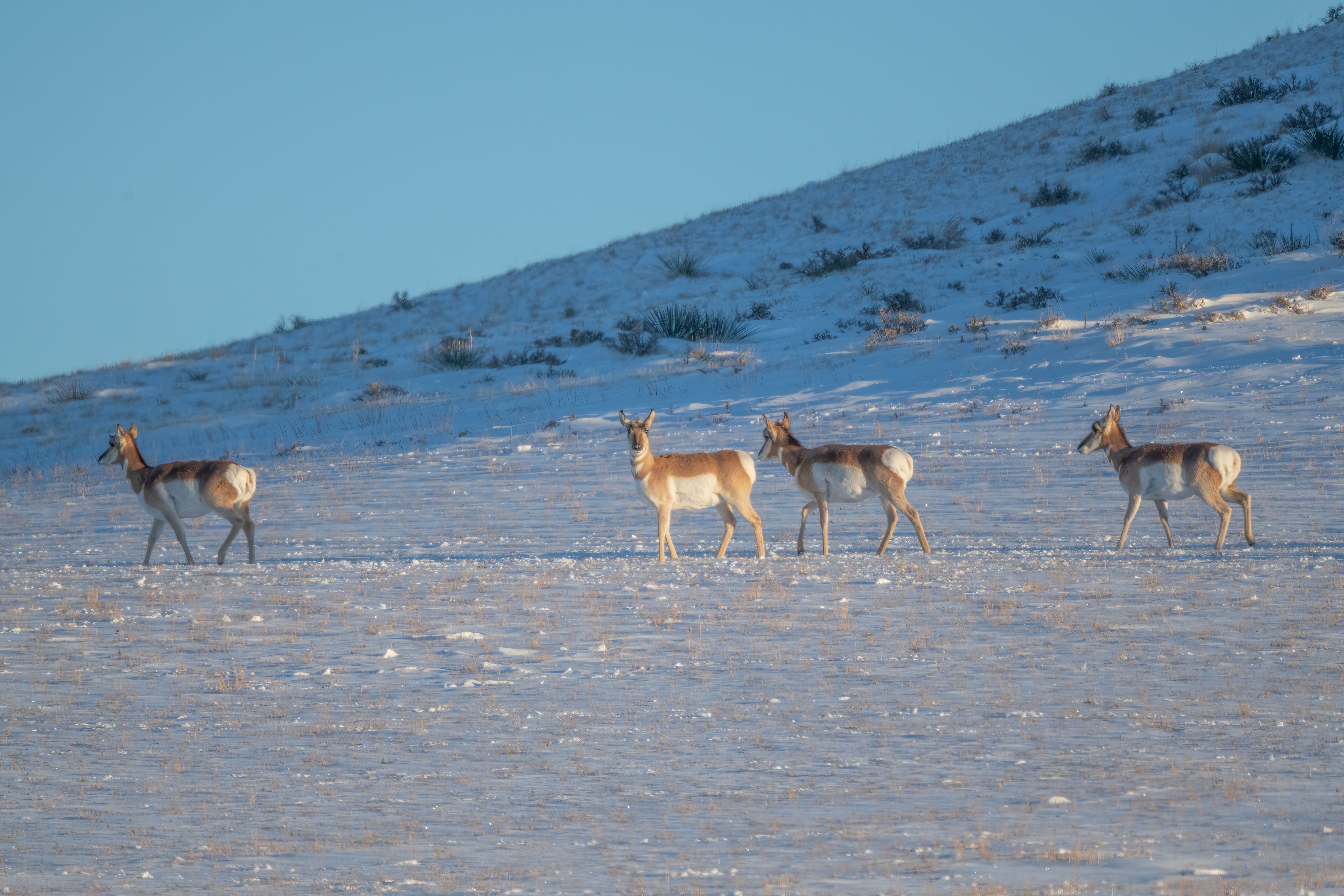 antelope winter