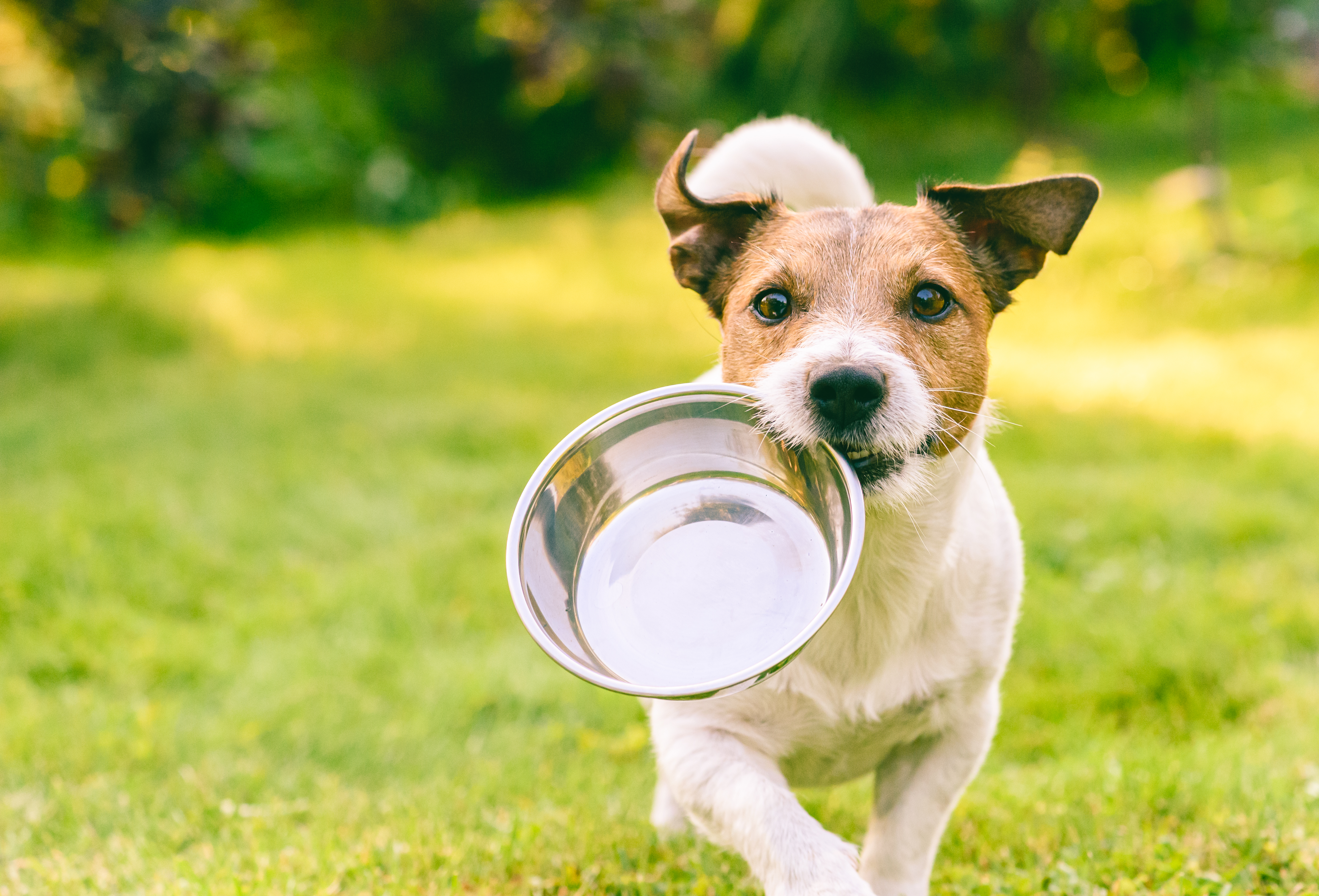 Hungry or thirsty dog fetches metal bowl to get feed or water Hungry or thirsty dog fetches metal bowl to get feed or water