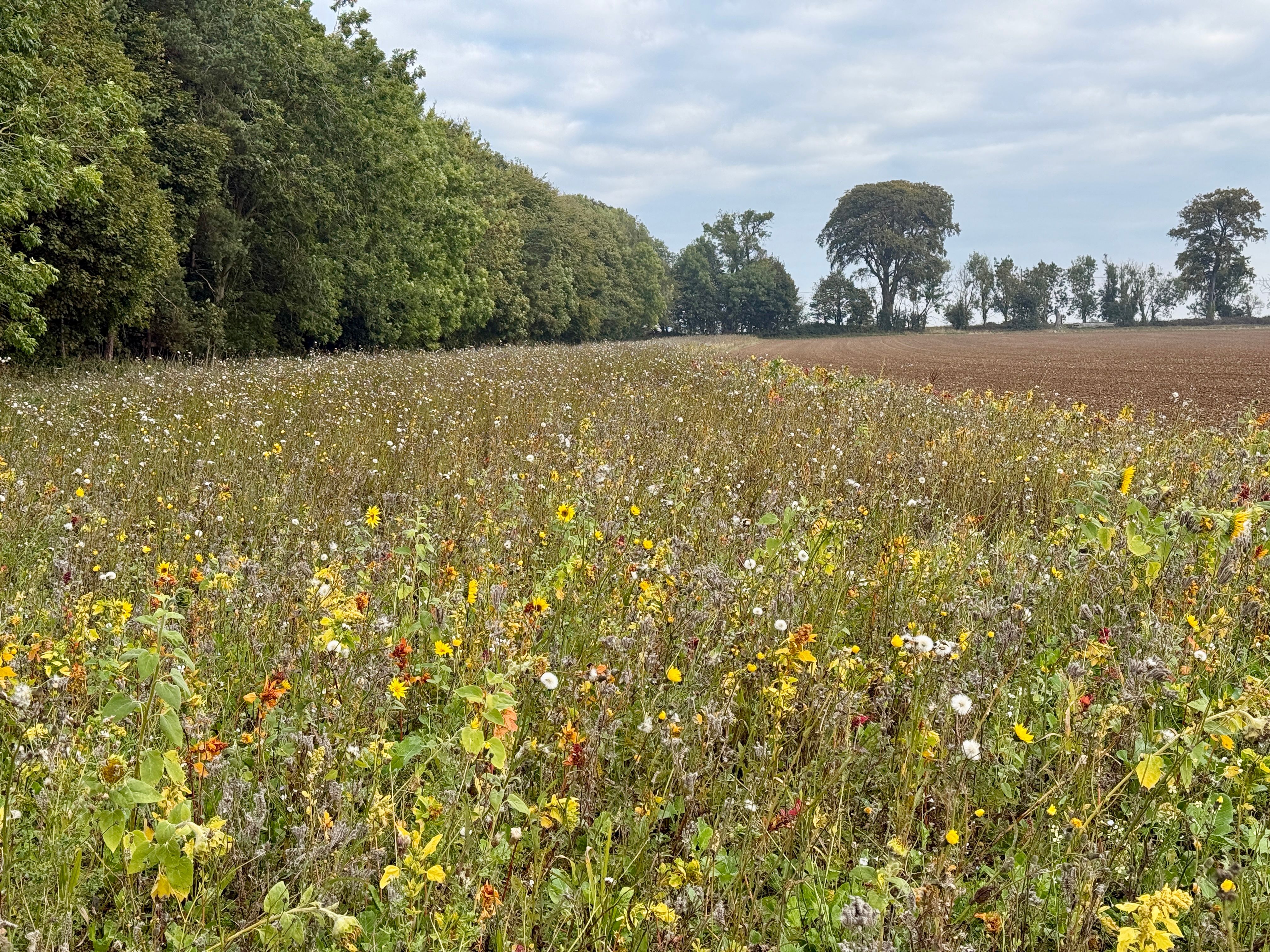 farmland transformation
