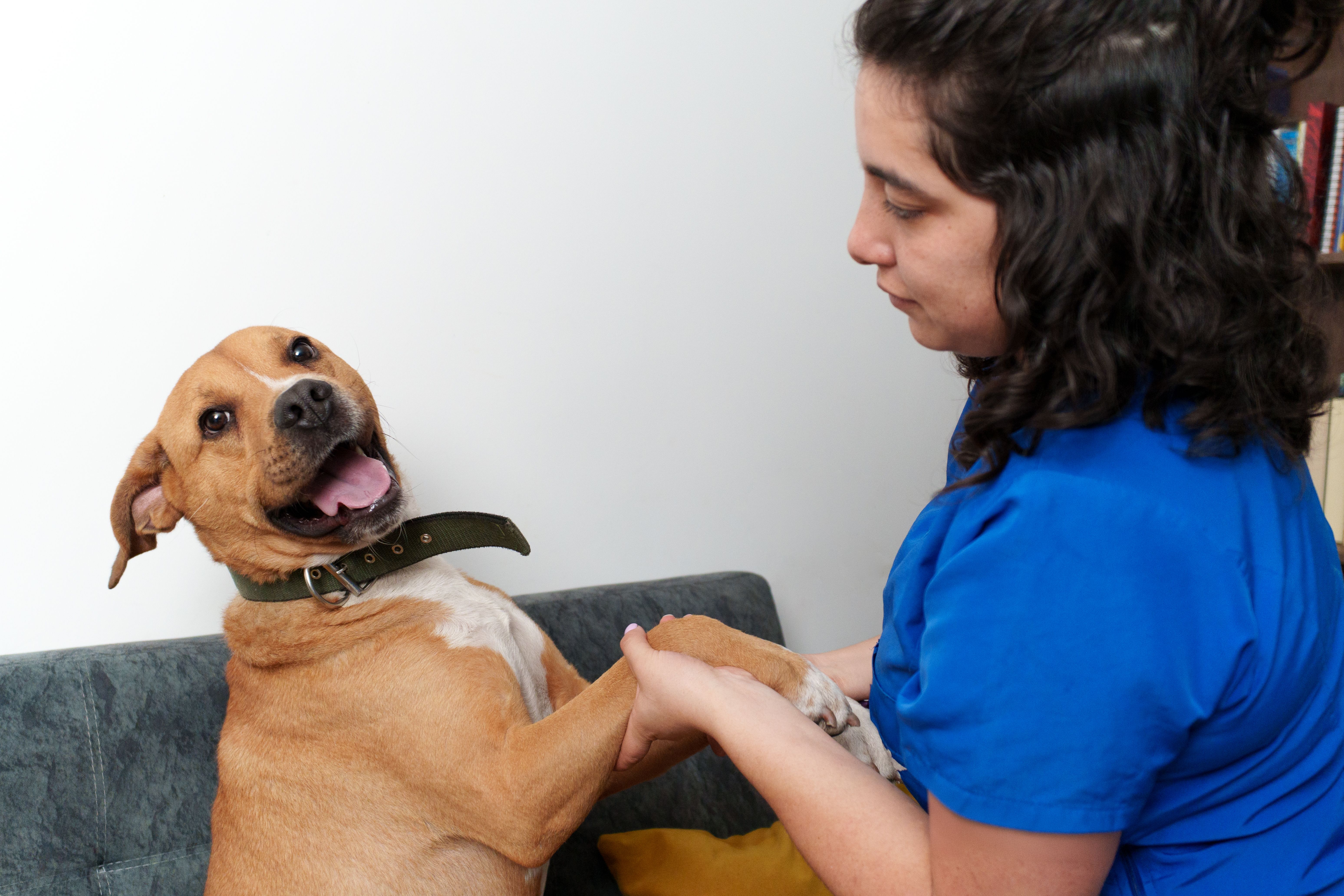 trust building with pets