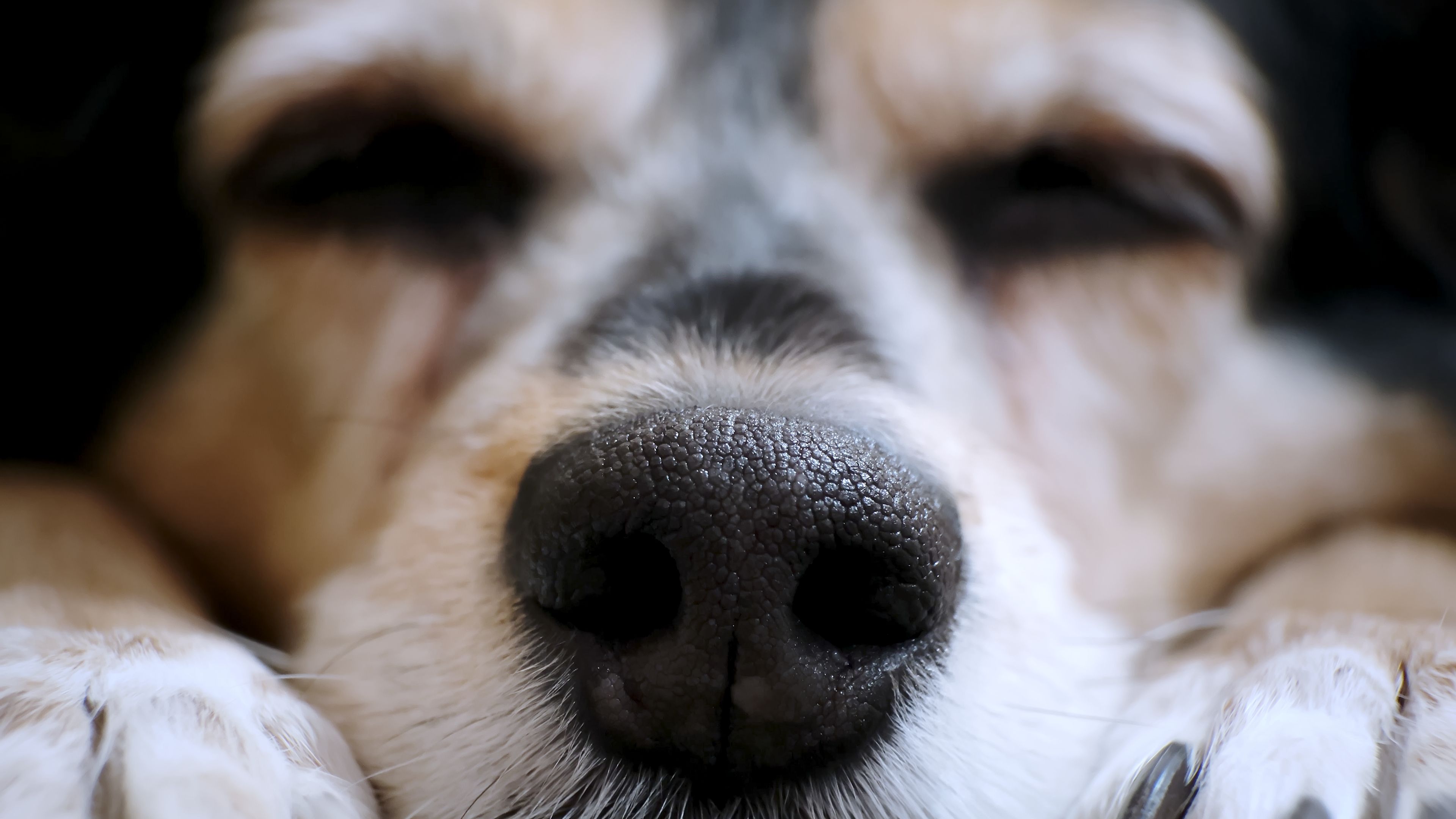 dog nose