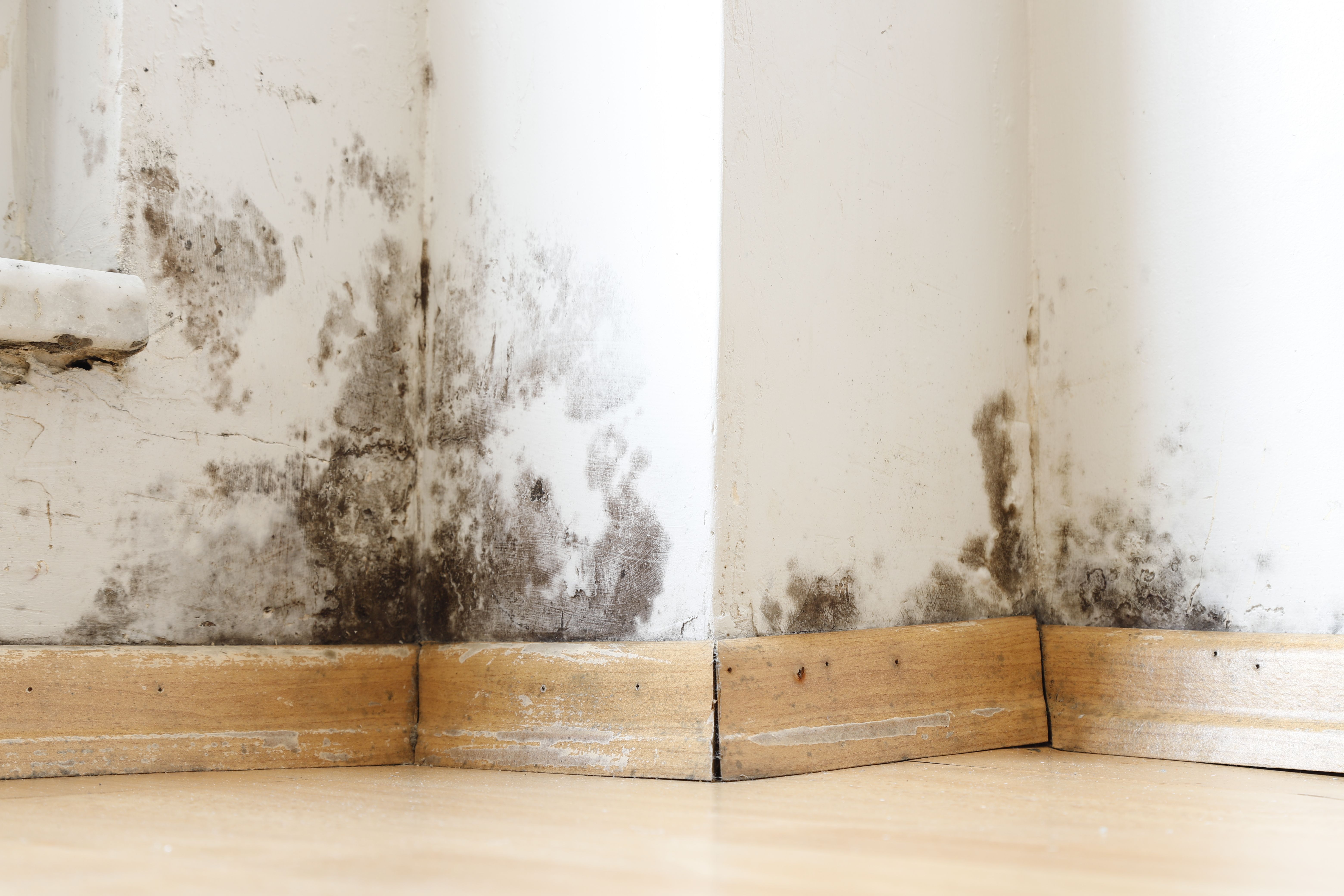 mold mildew