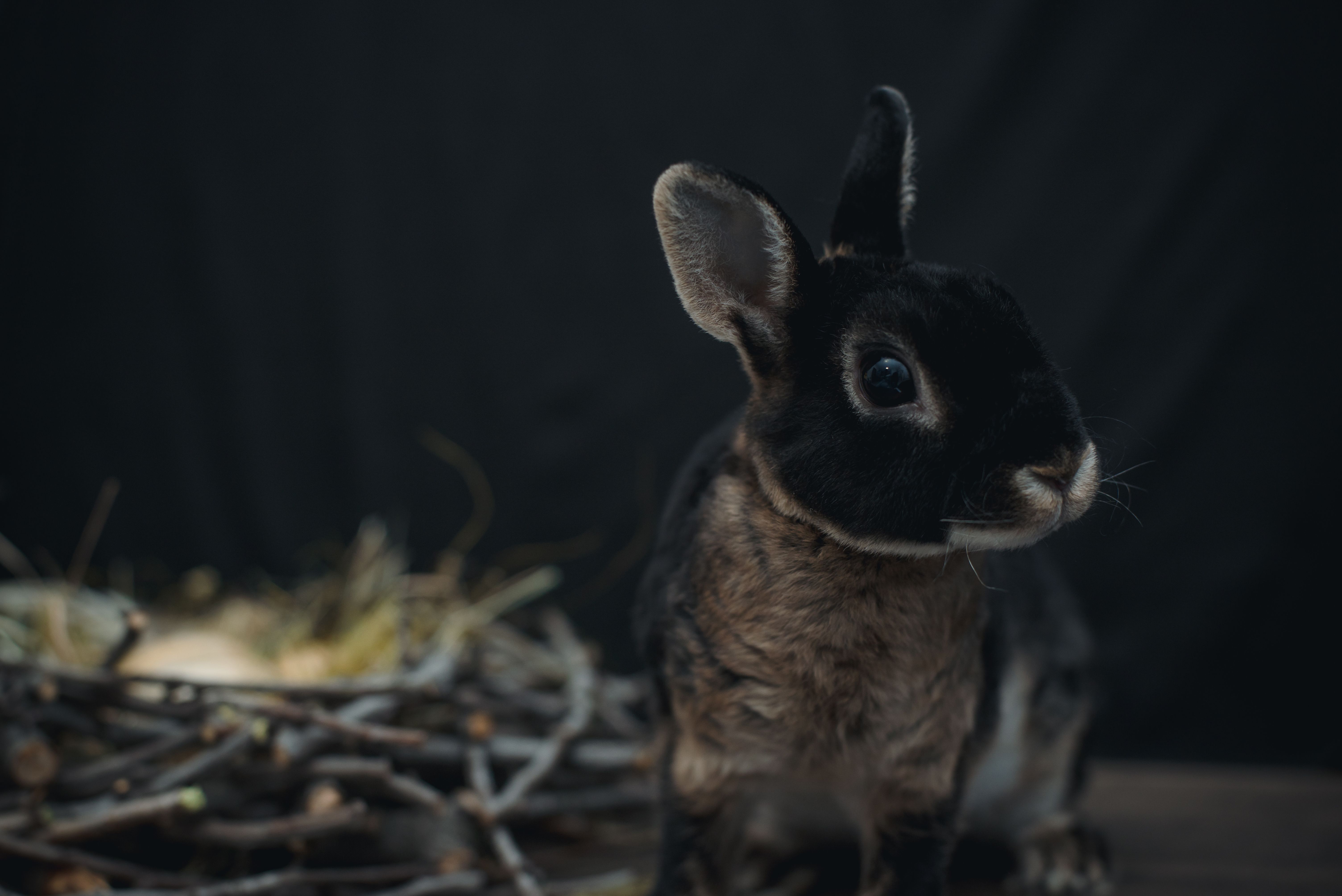 black rabbit artifact