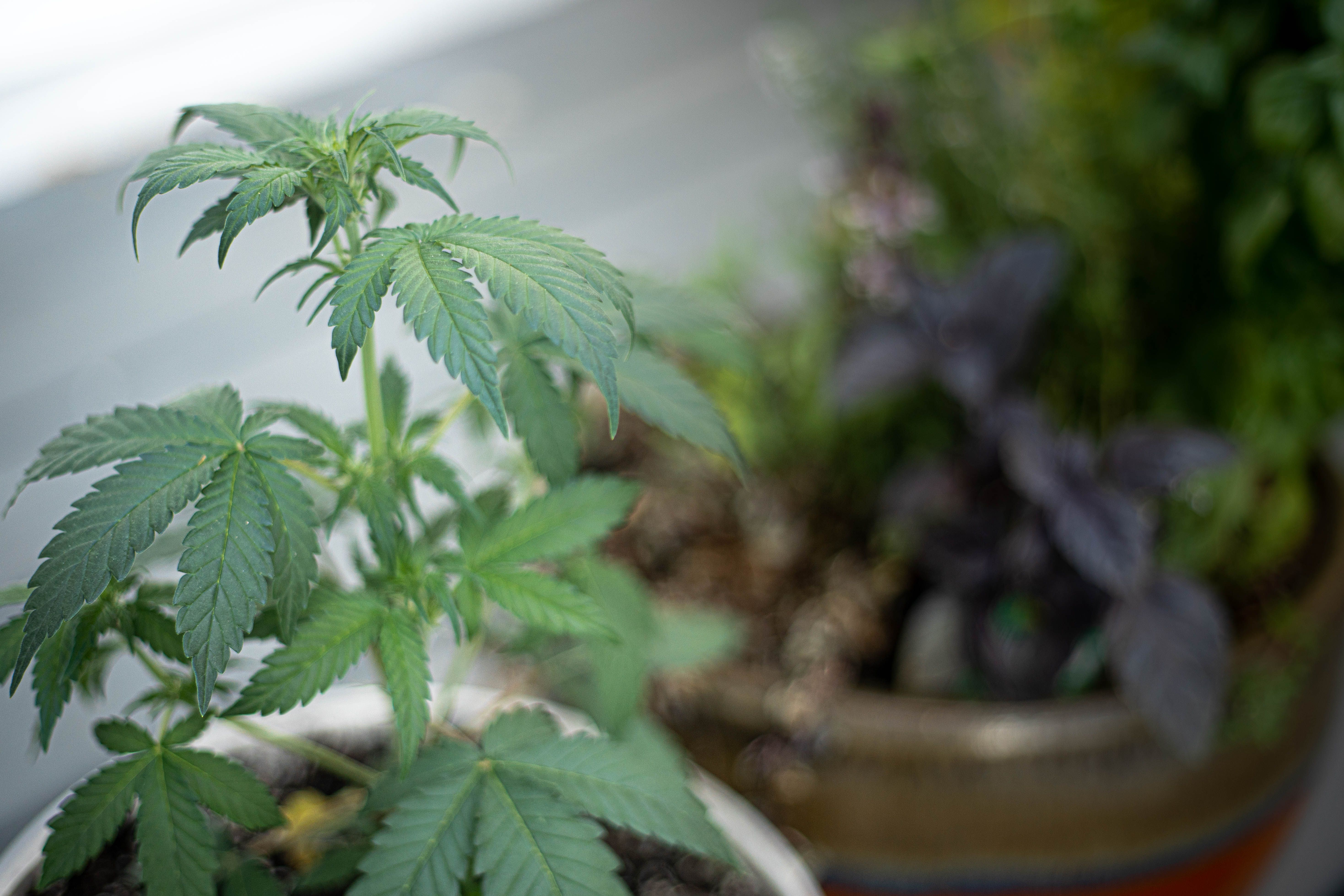 virginia cannabis research