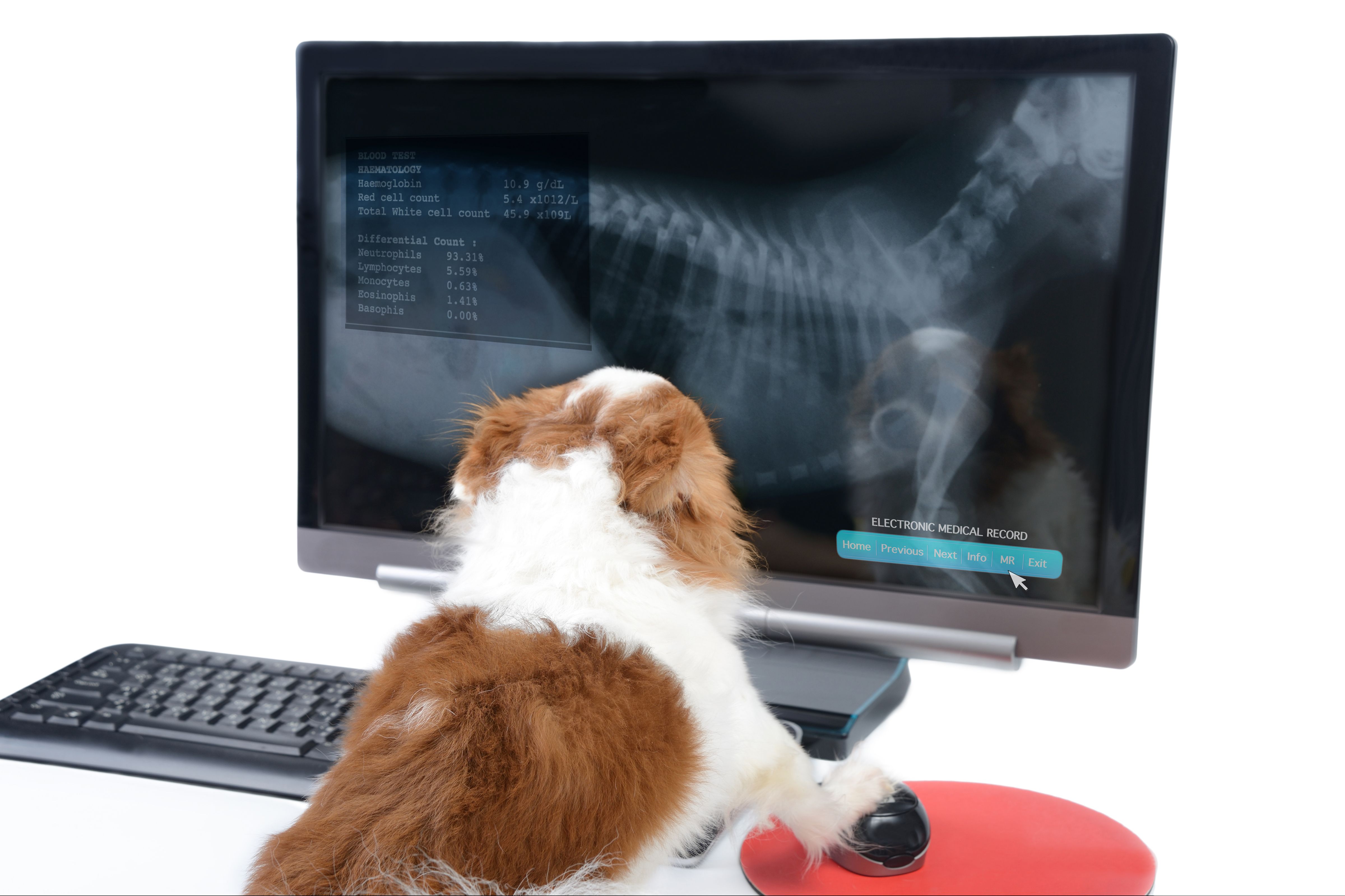 pet medical records