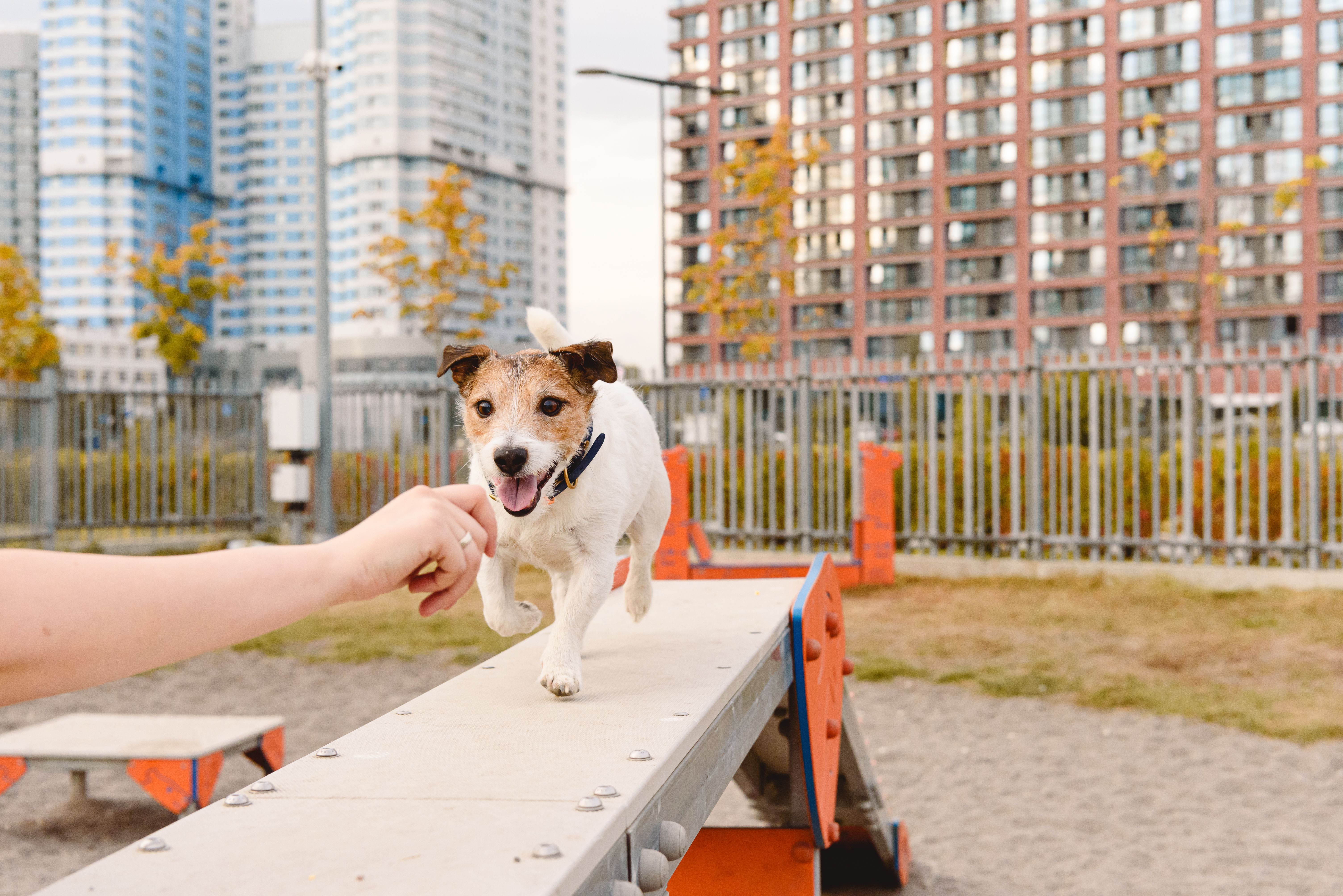 Dog in urban training park learning to run on dog walk beam