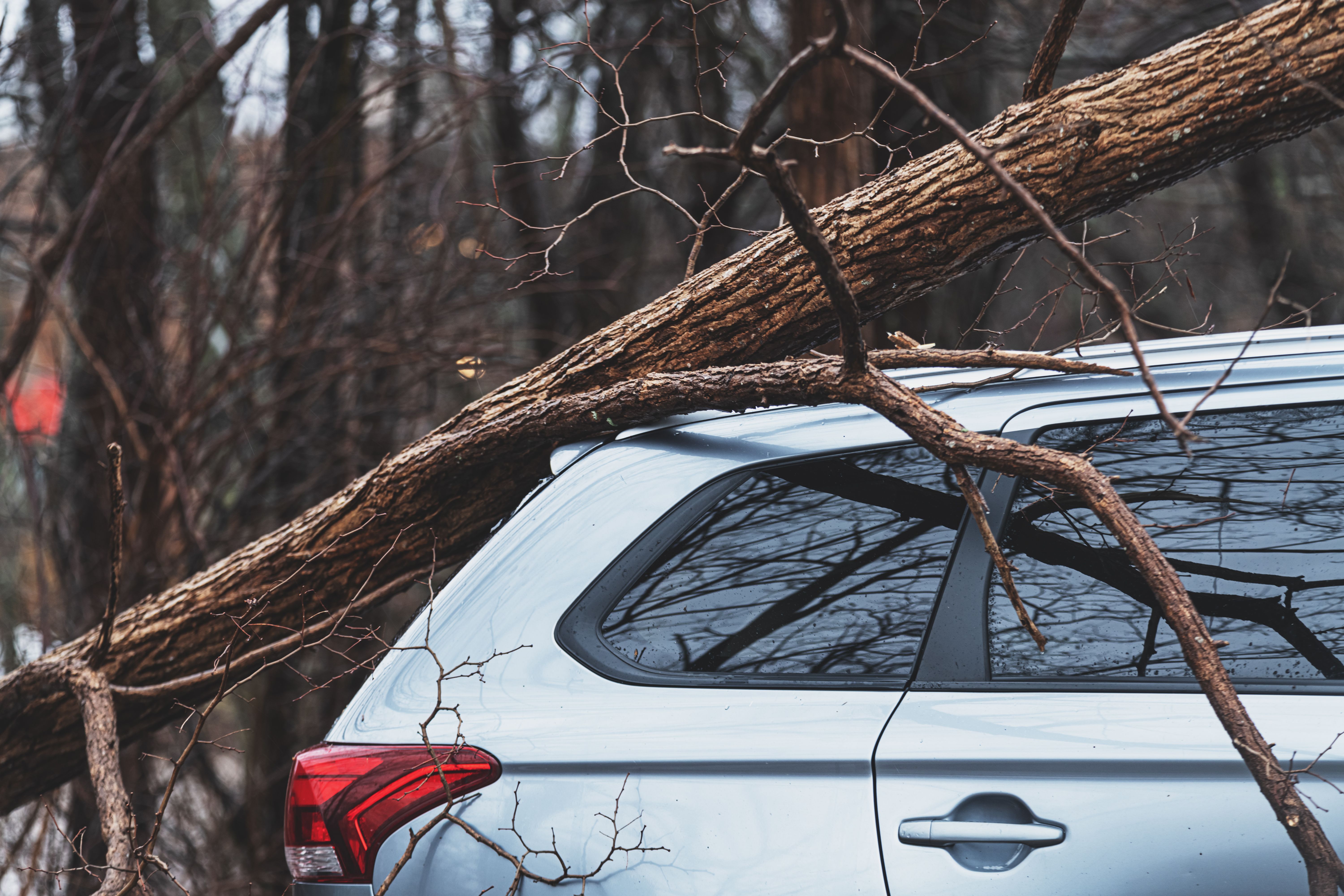 storm damaged trees