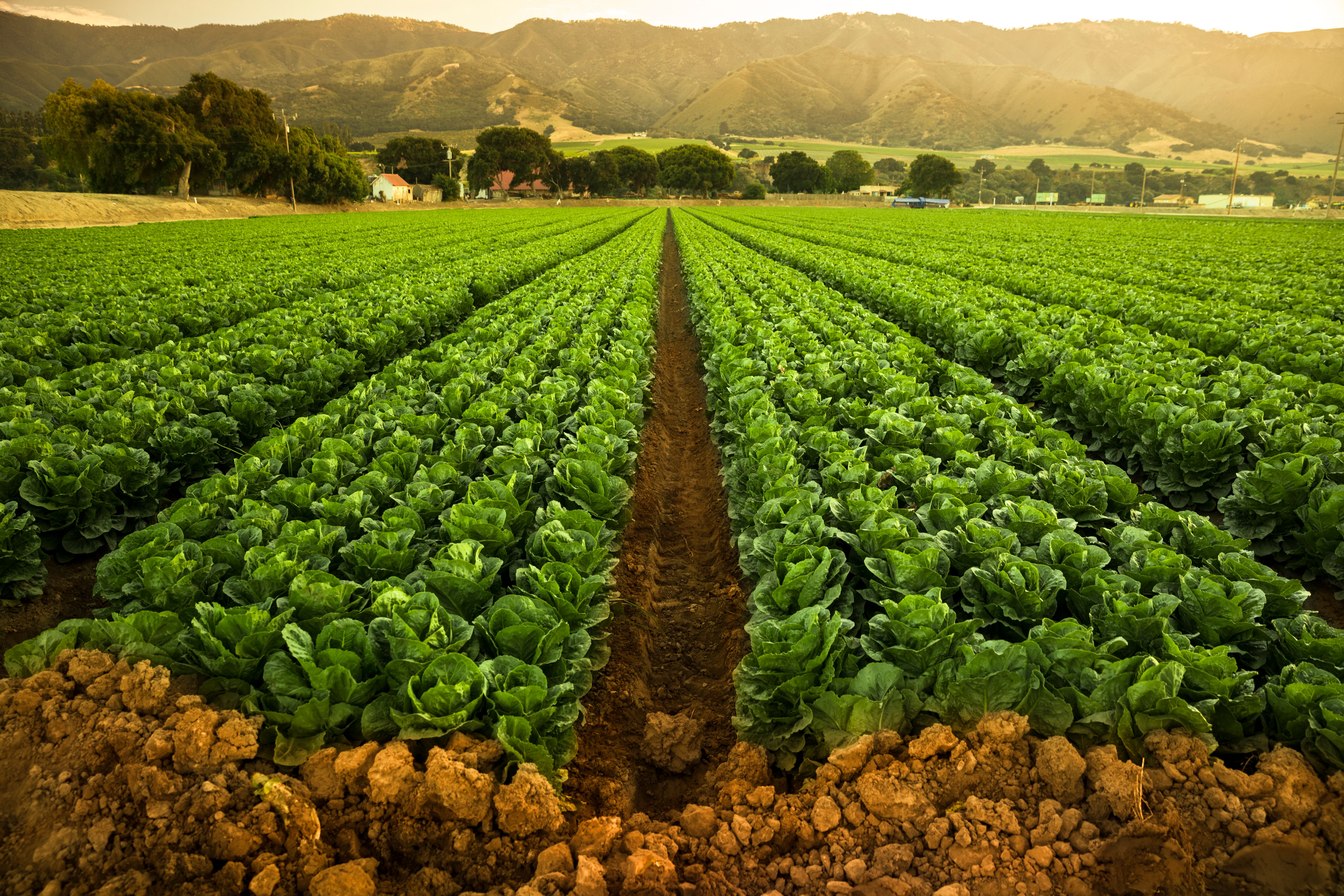 california farm