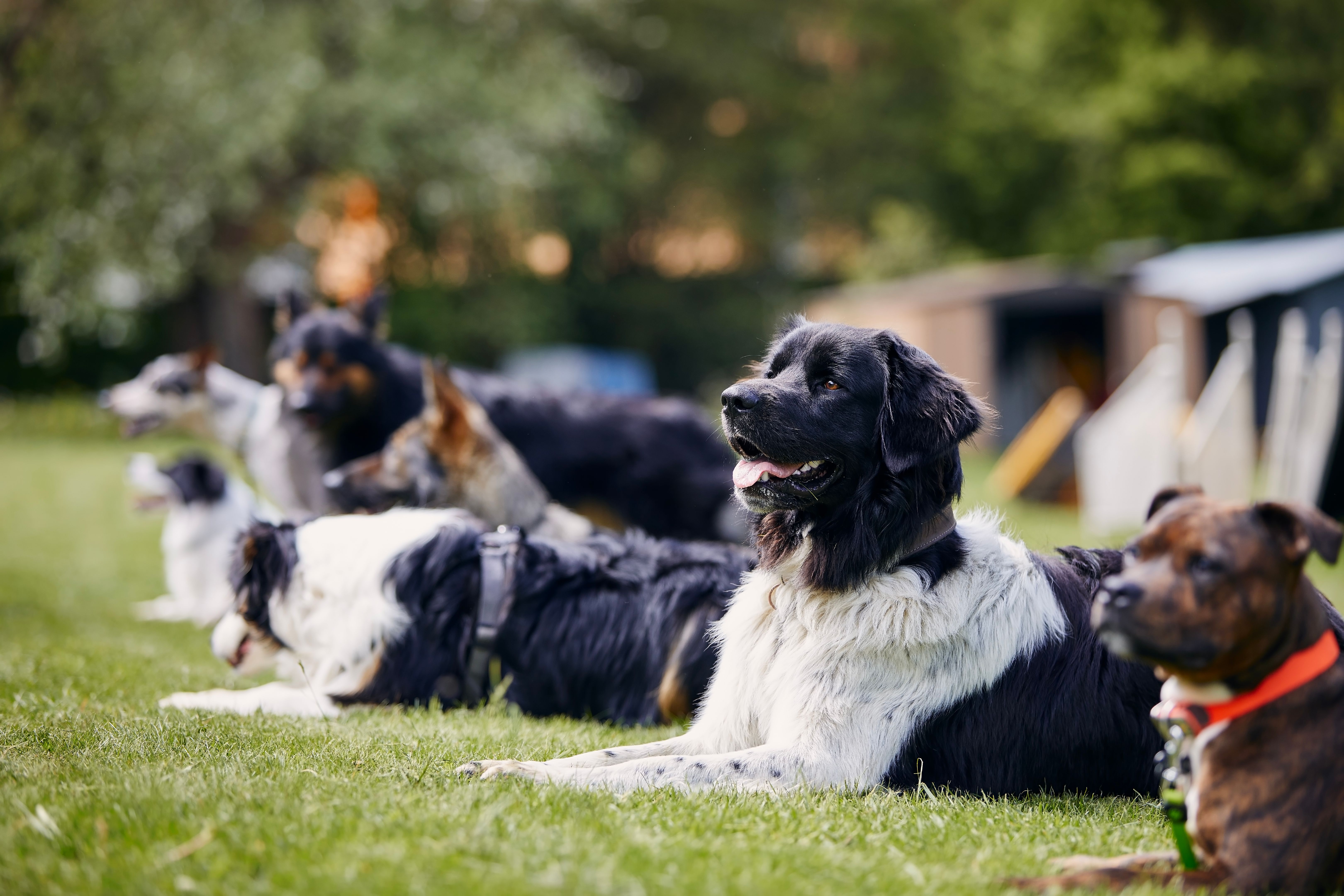 group dog training