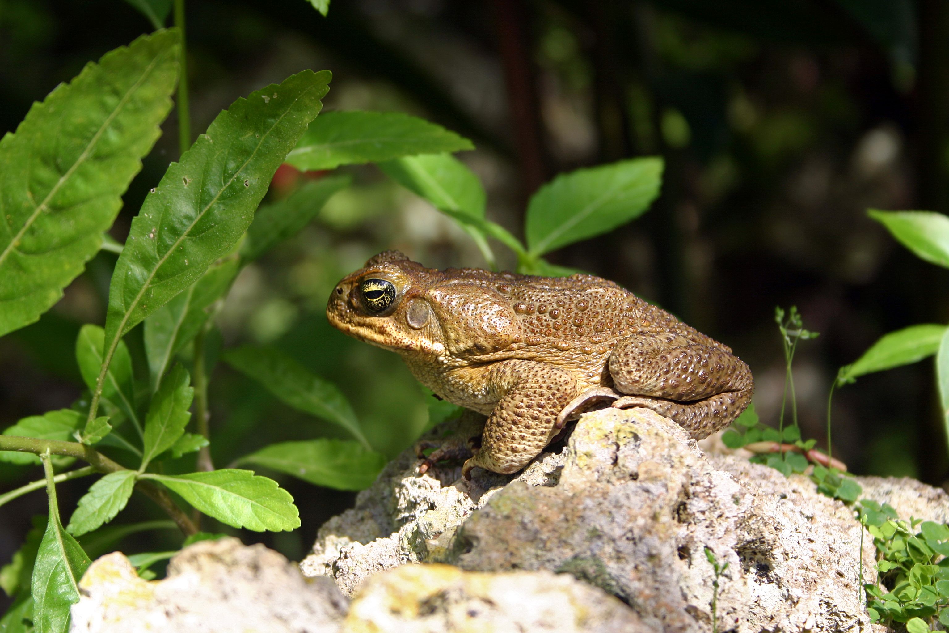 barbados pests
