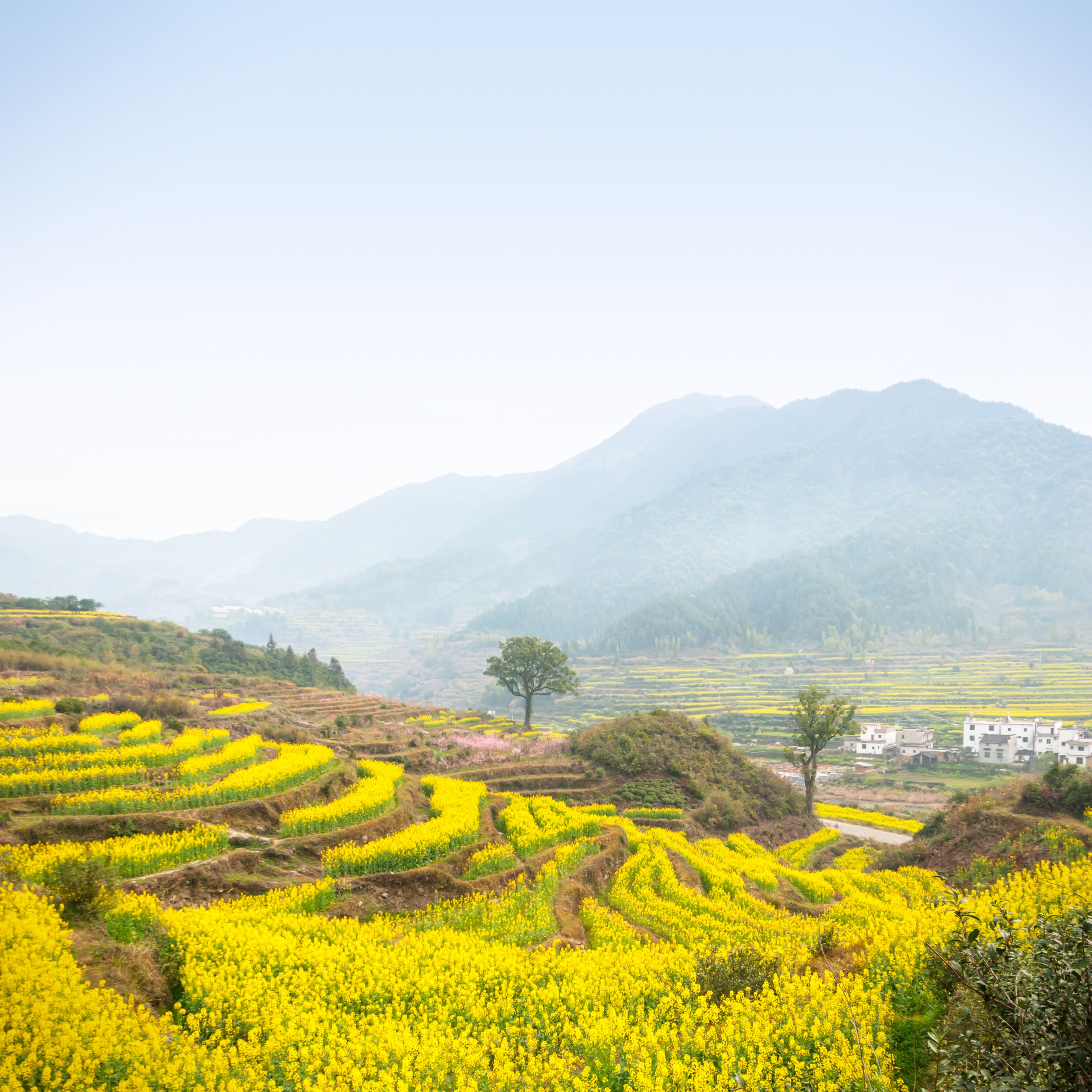 Wuyuan travel guide Wuyuan travel guide