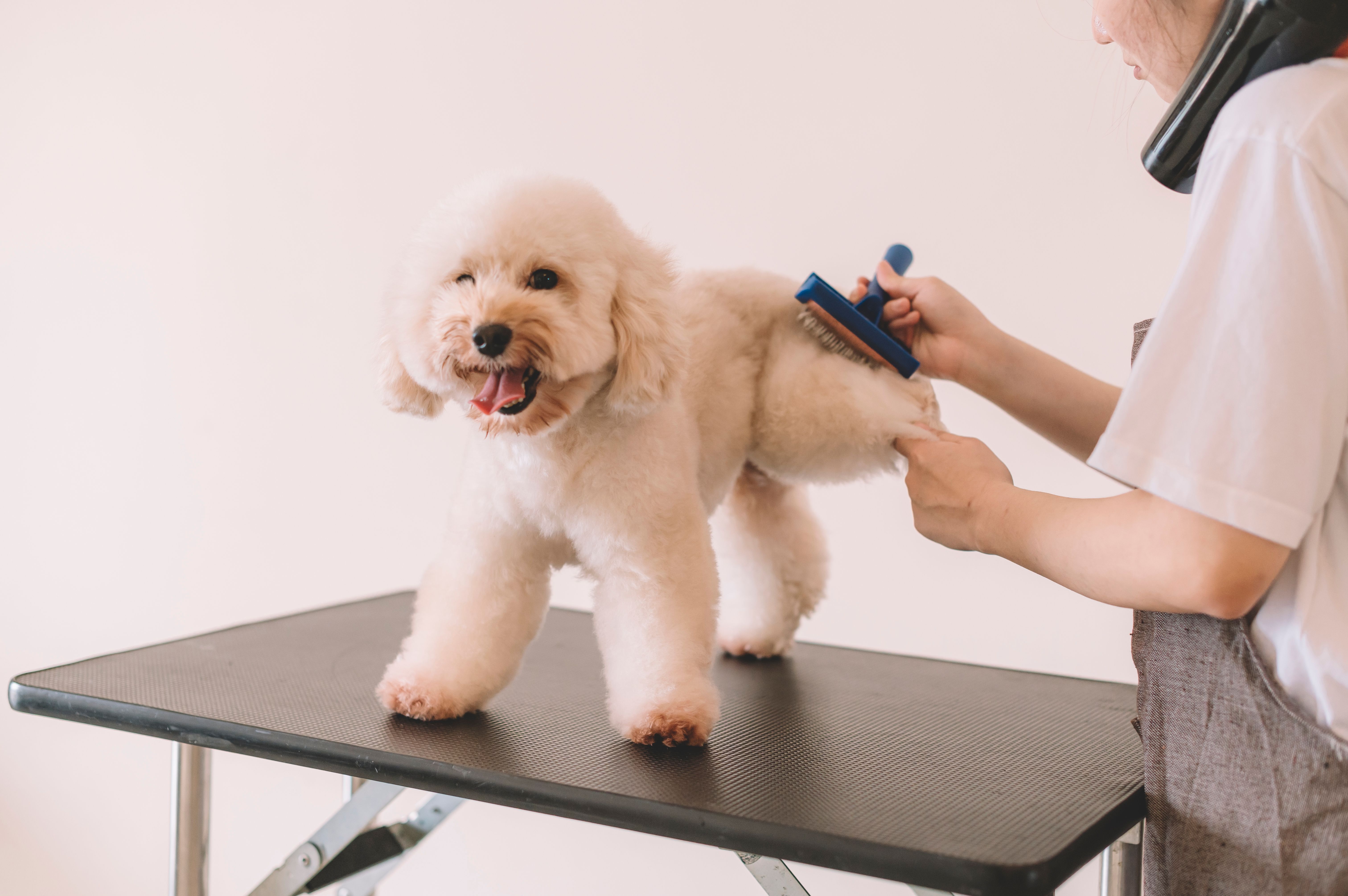 dog groomer