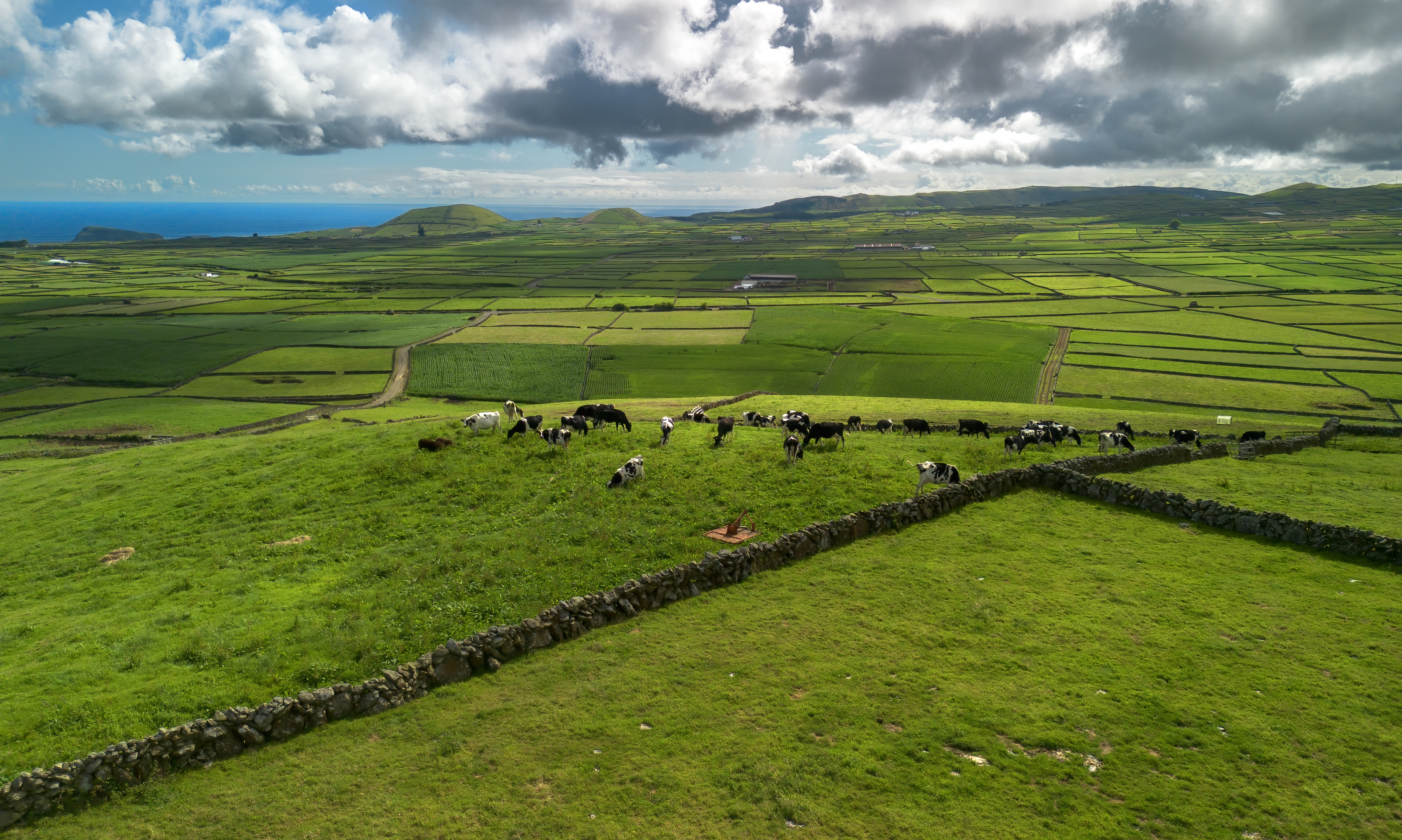 Dairy cows in Terceira Island landscape