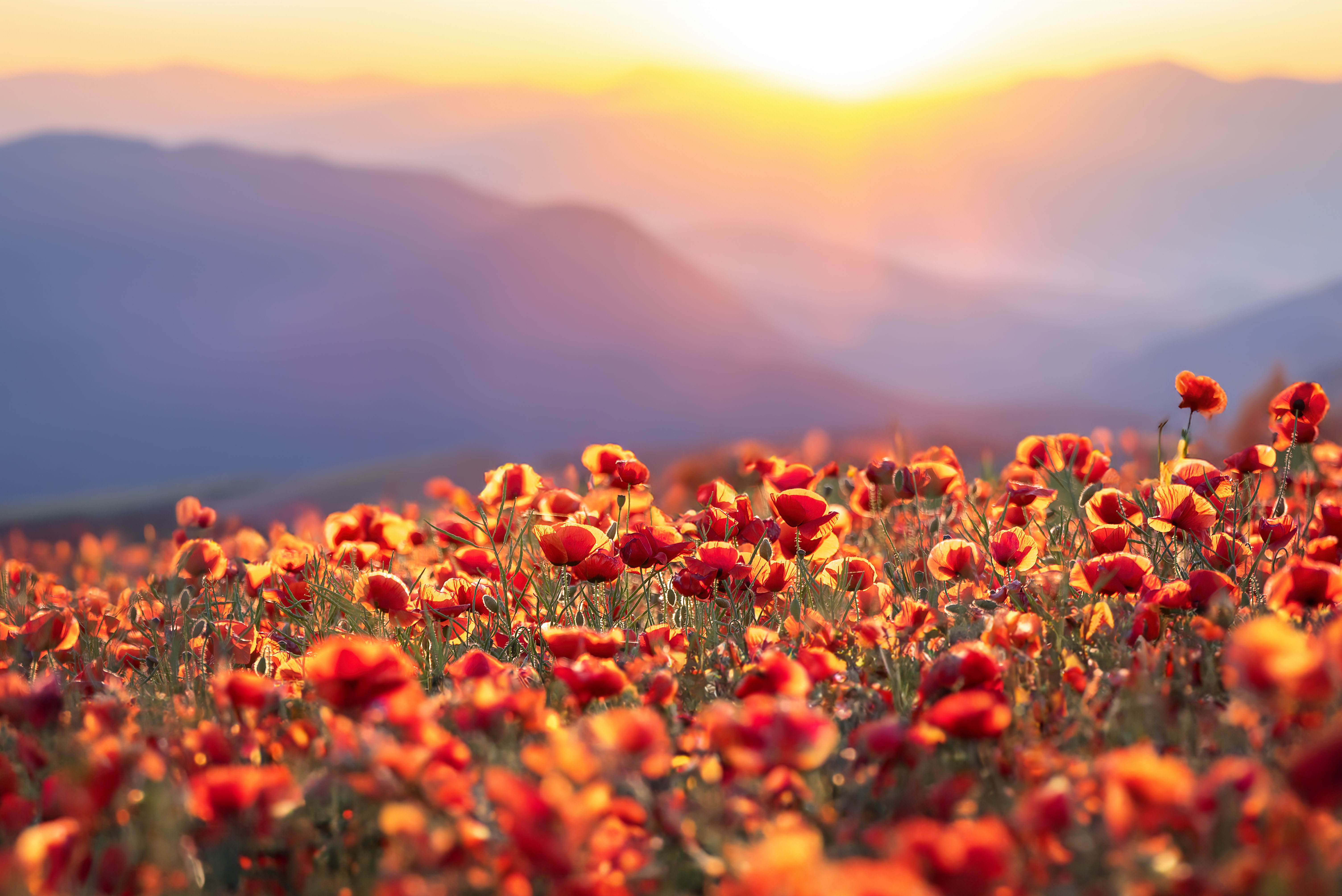 colorful garden design