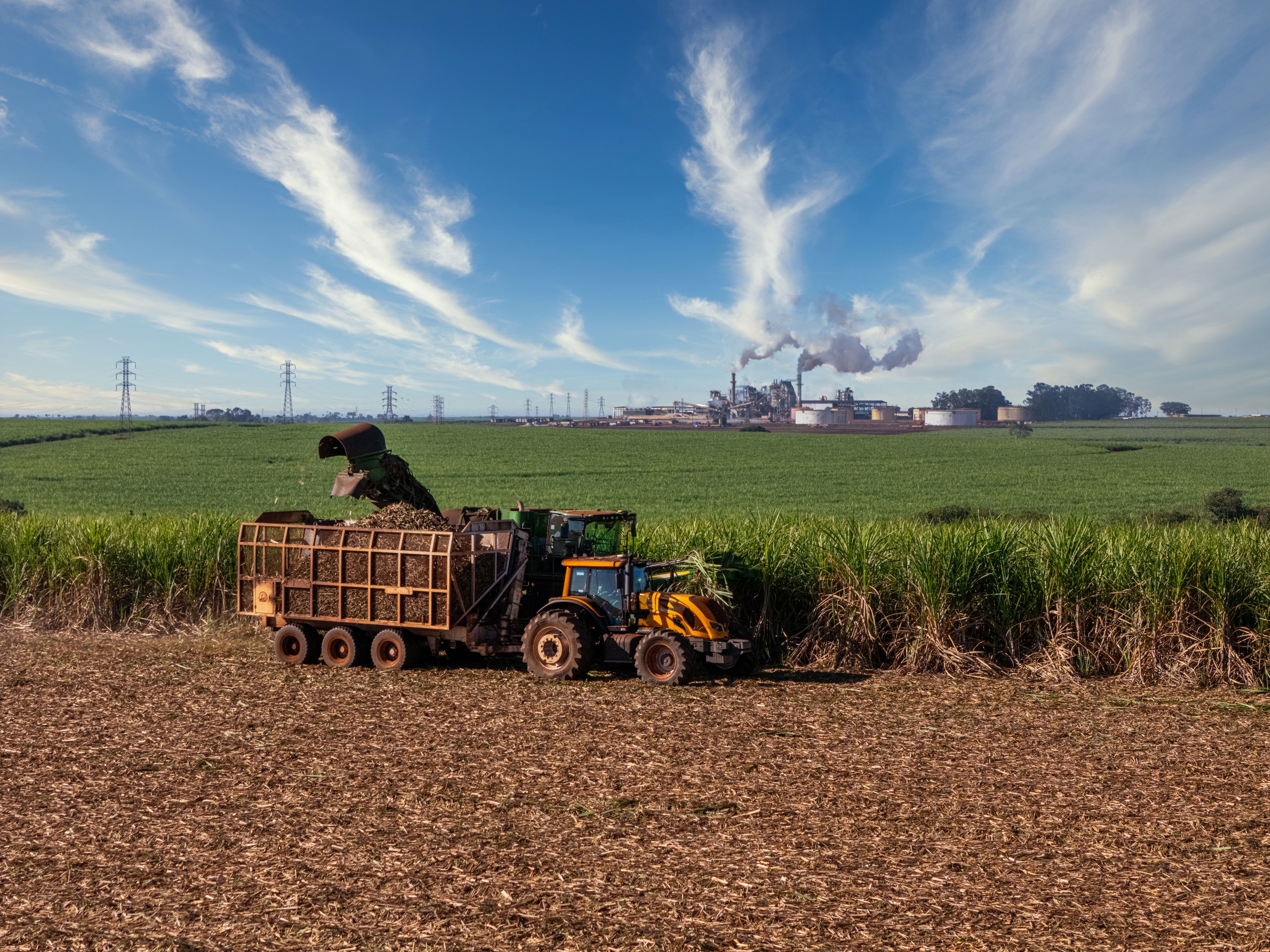 brazilian sugarcane fields